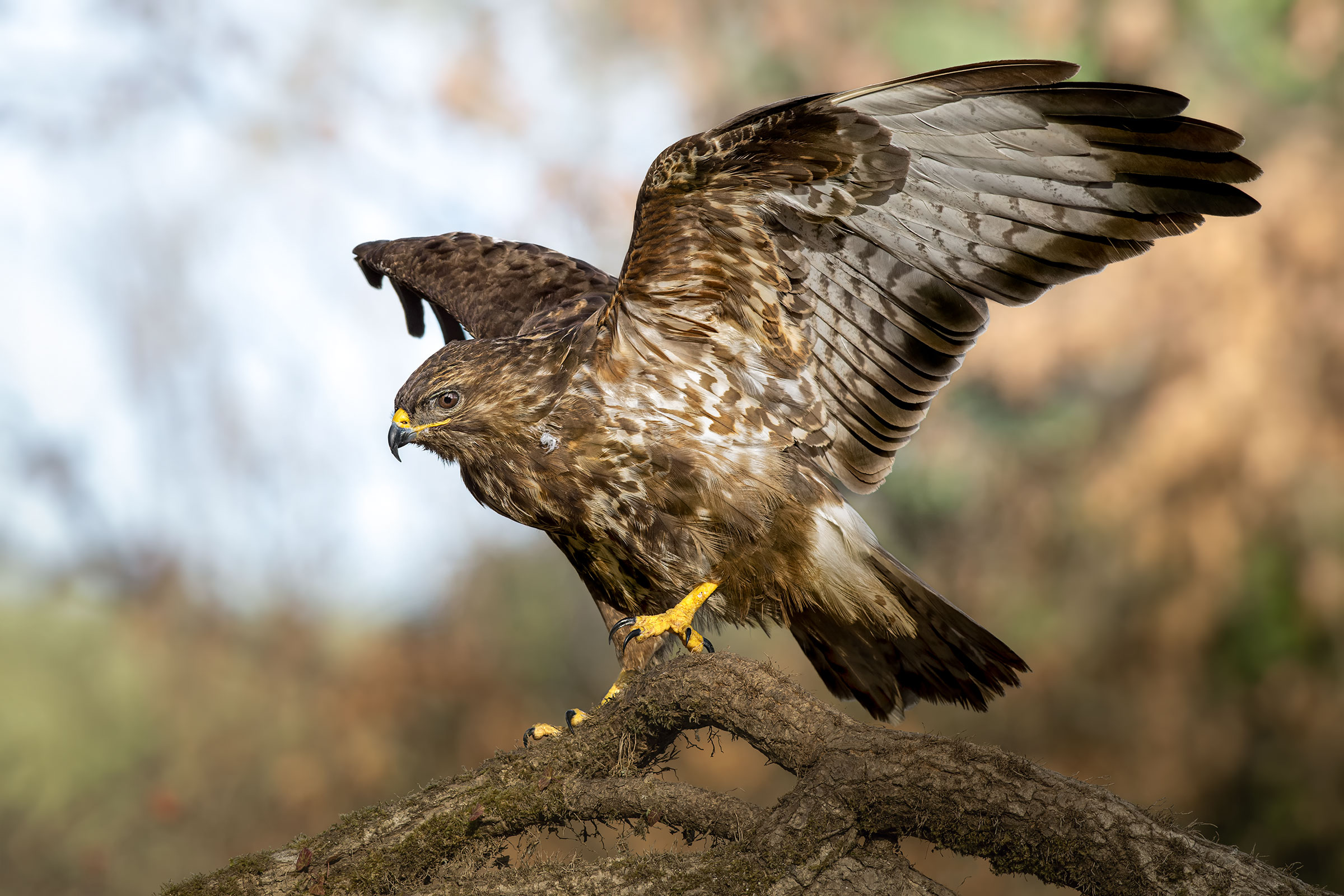 The Buzzard and the Sun