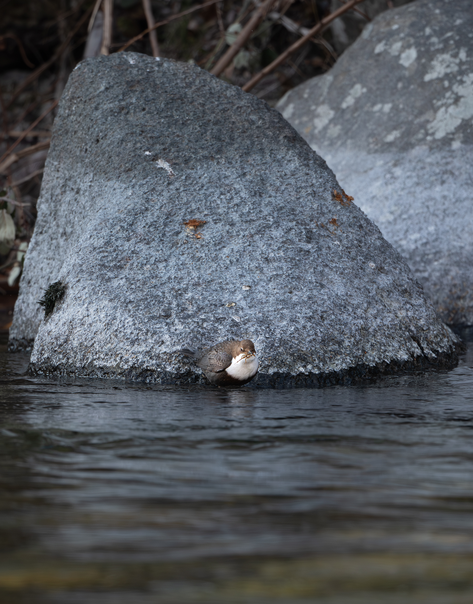 Dipper with prey