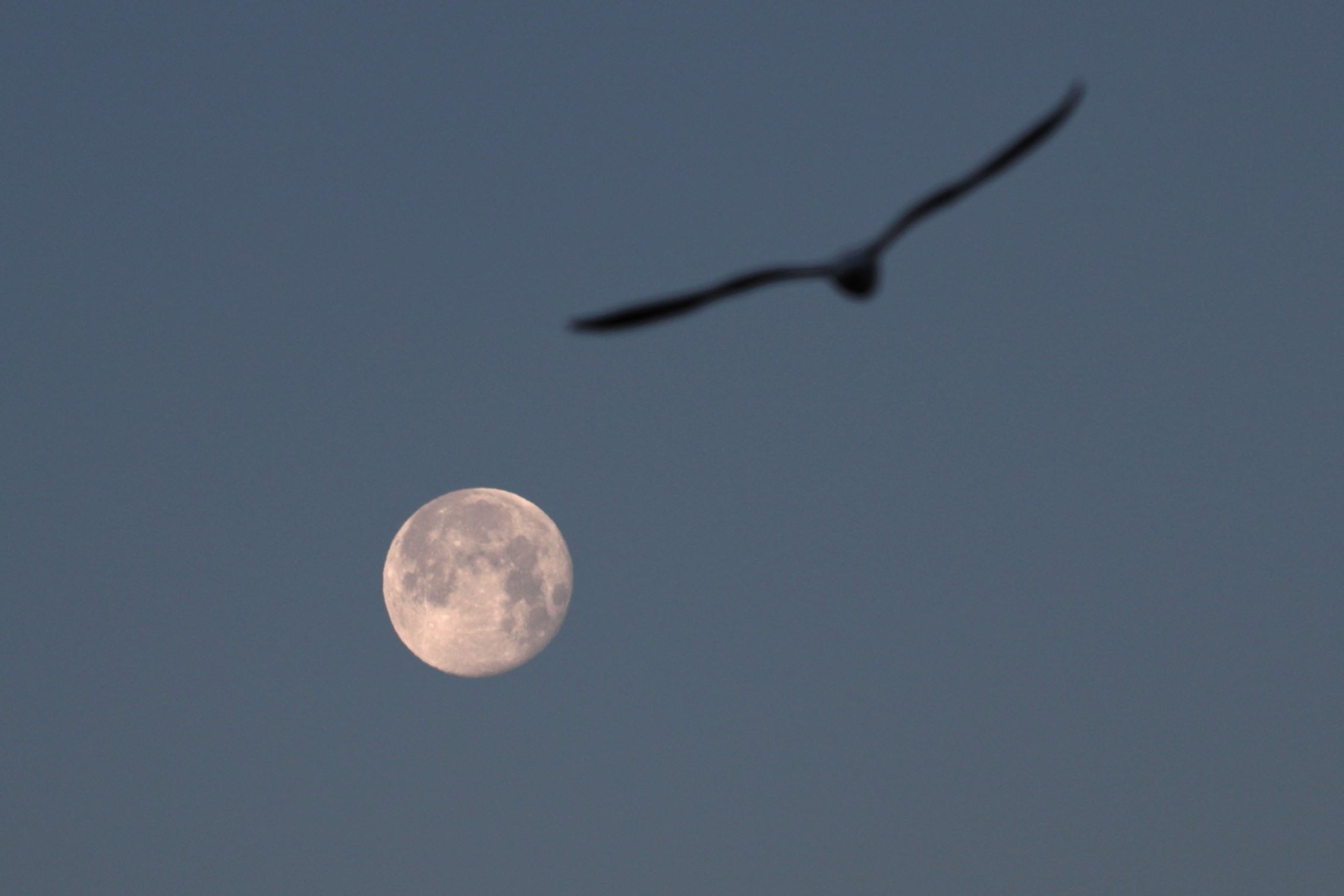 MOON morning1