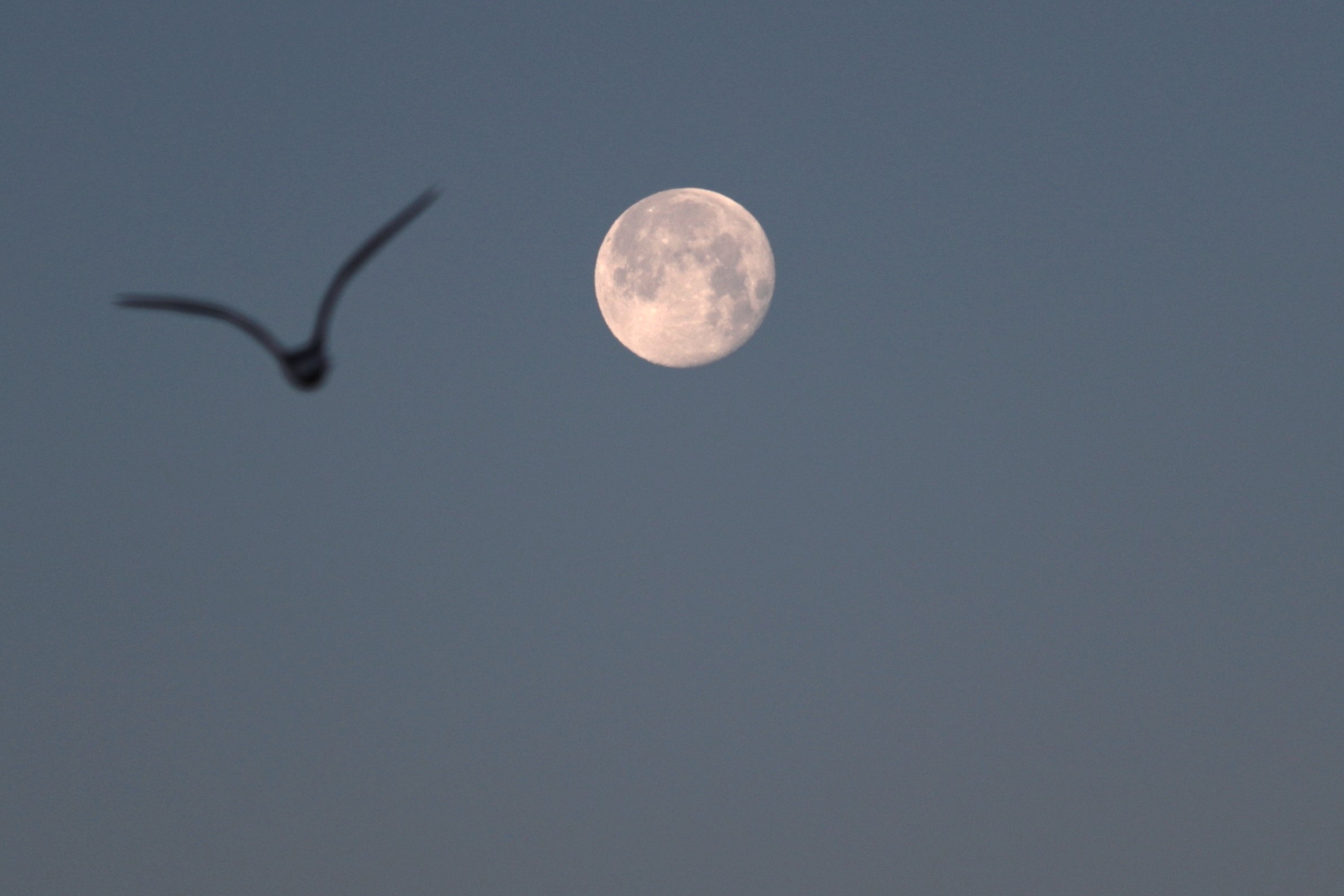 MOON morning3