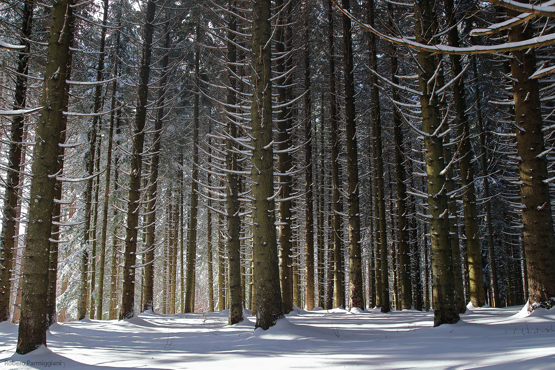 The enchanted forest