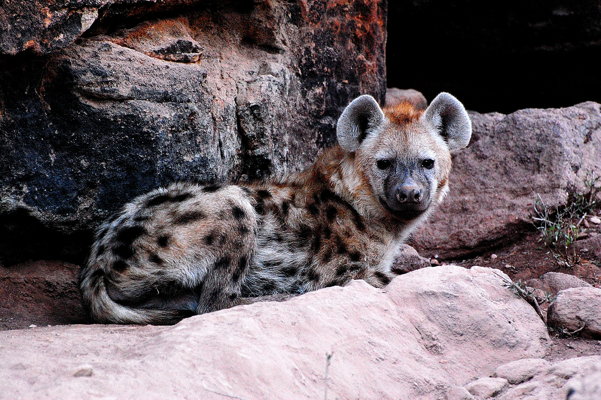 Botswana - Pausa nel Tuli Reserve