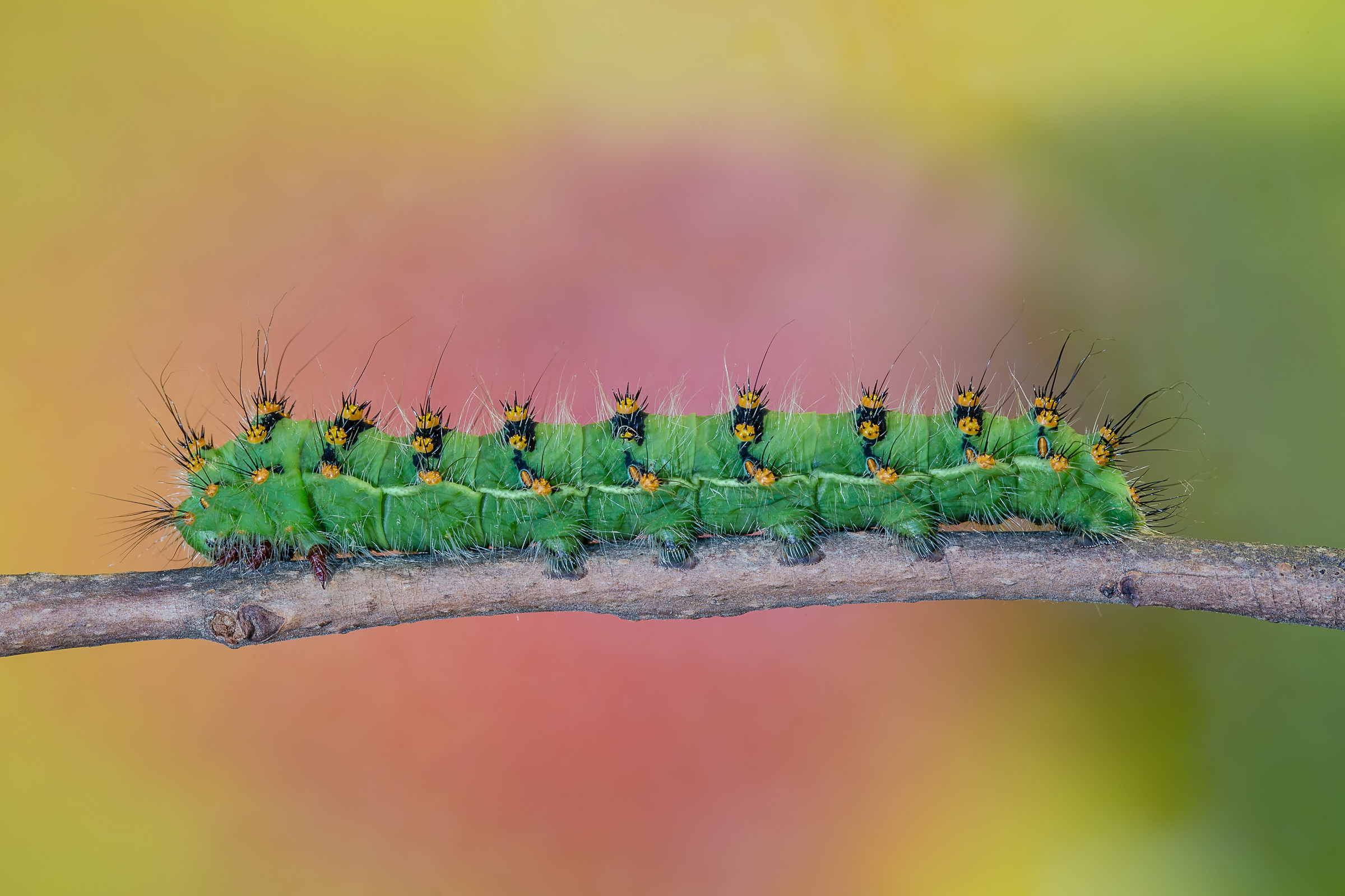 Bruco di Saturnia Pavoniella