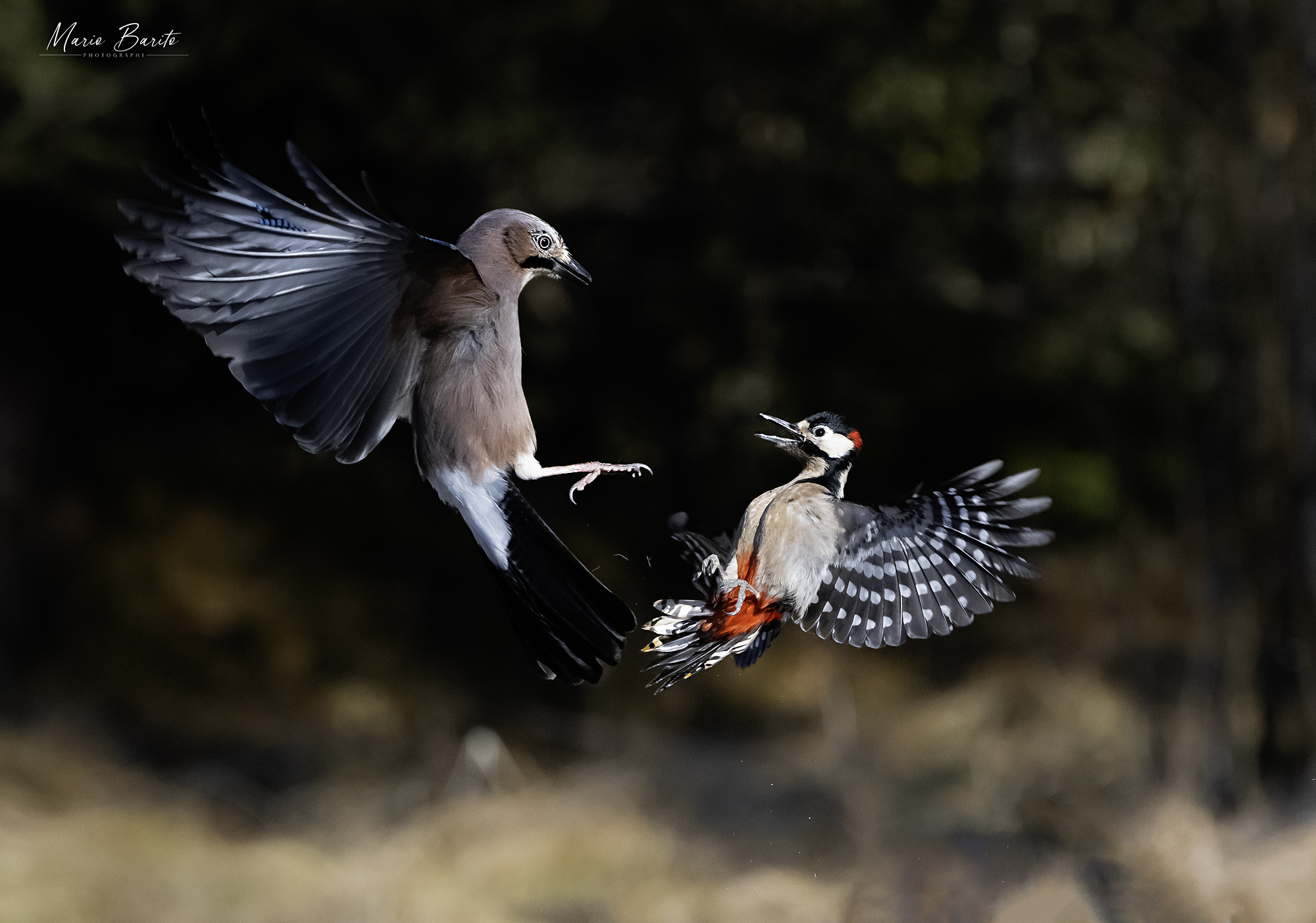 ghiandaia ..picchio rosso