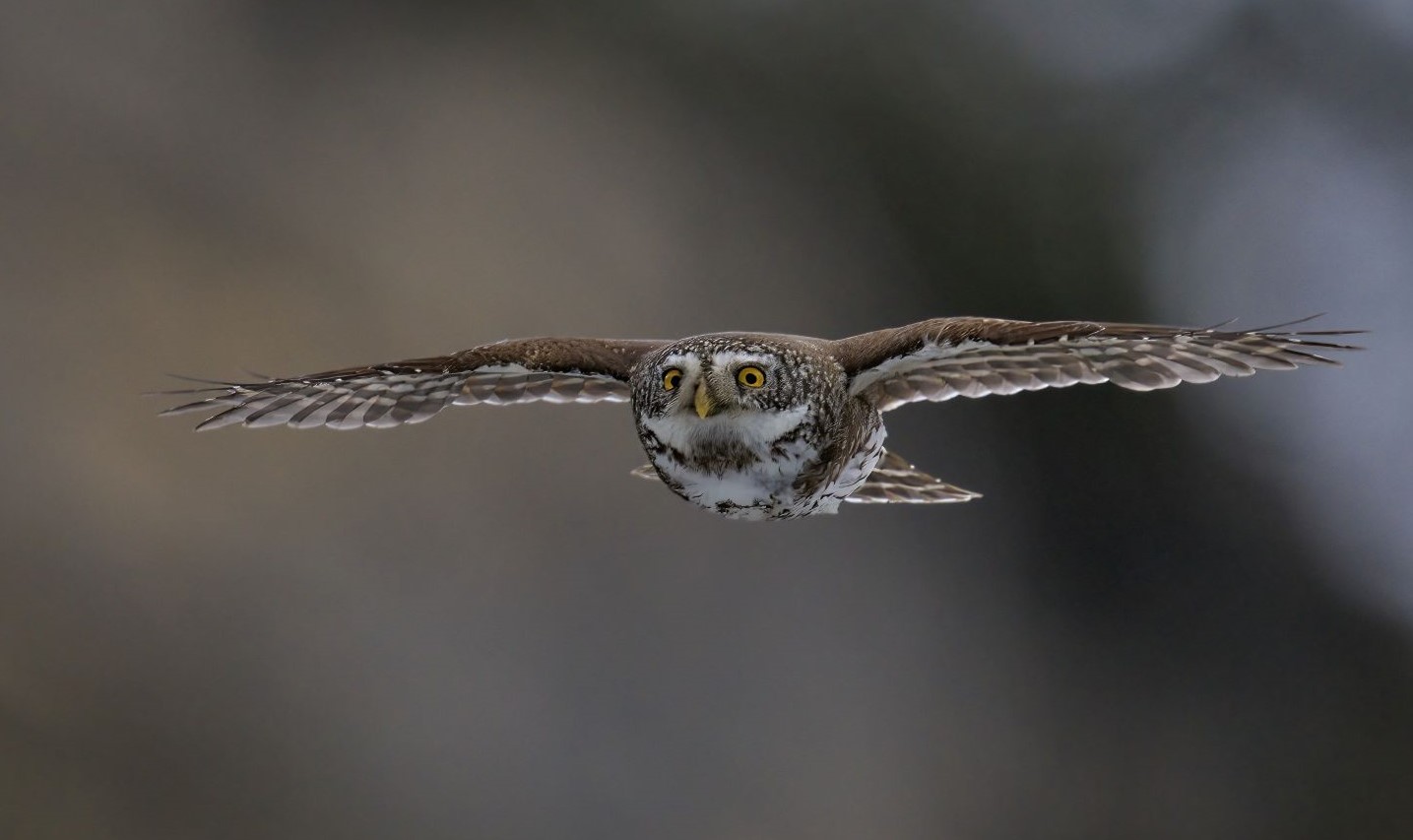 Dwarf Owl