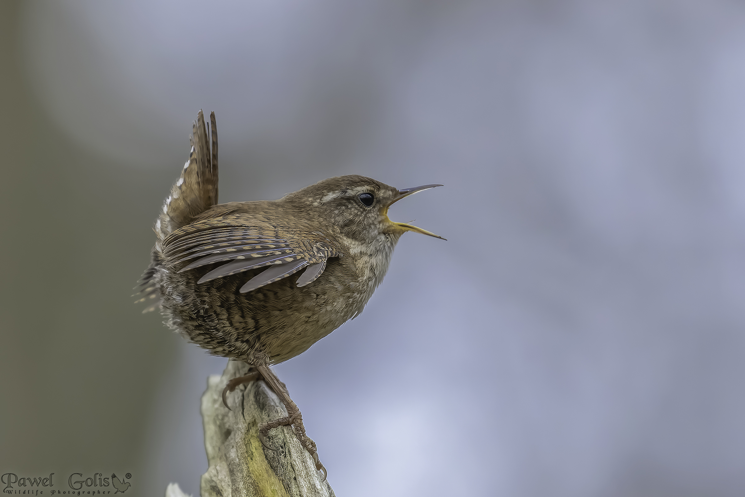 Scricciolo eurasiatico ( Troglodytes troglodytes)