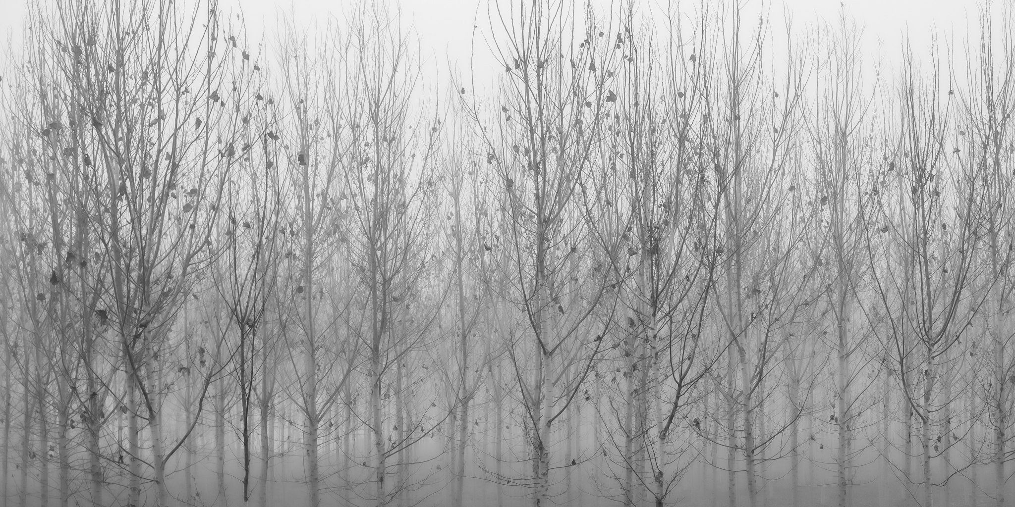 the dance of the trees