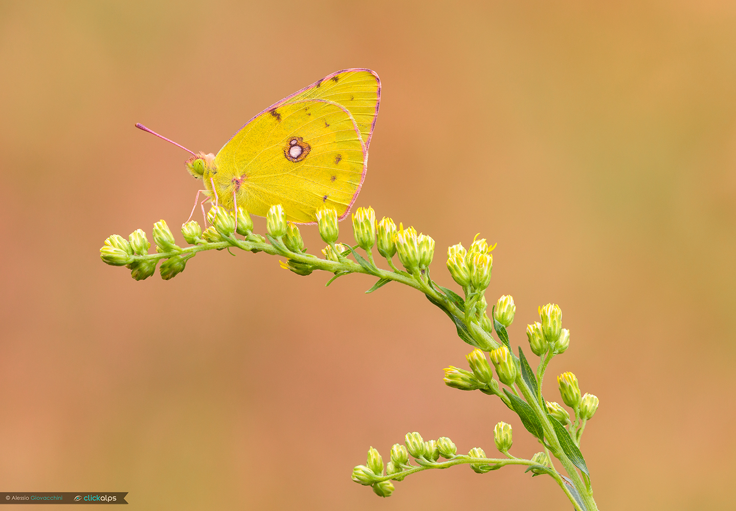Colias croceus