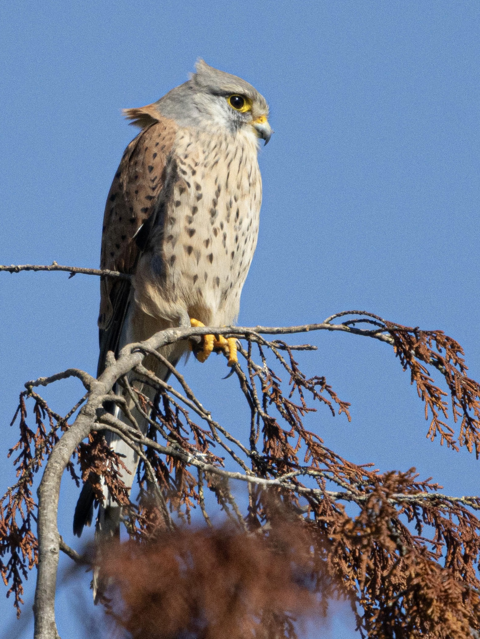 Kestrel