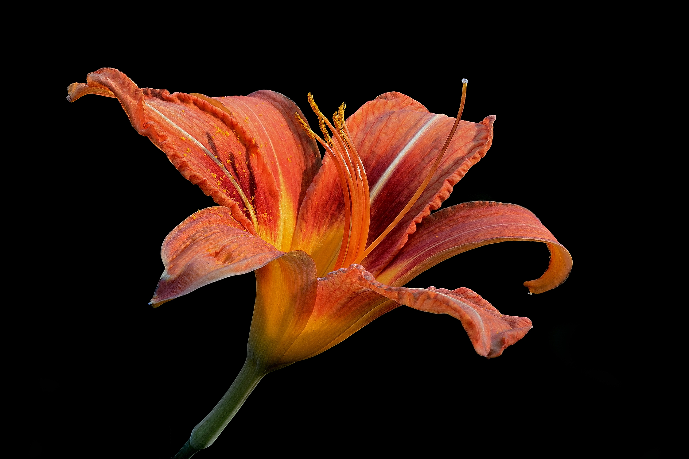 Hemerocallis