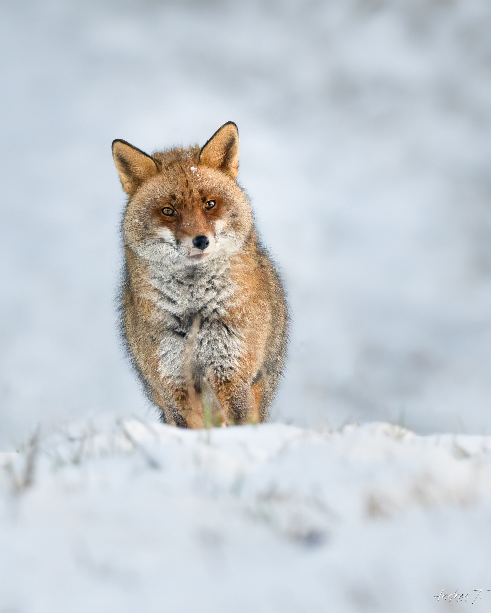 Wild fox and not confidant Emilian Apennines