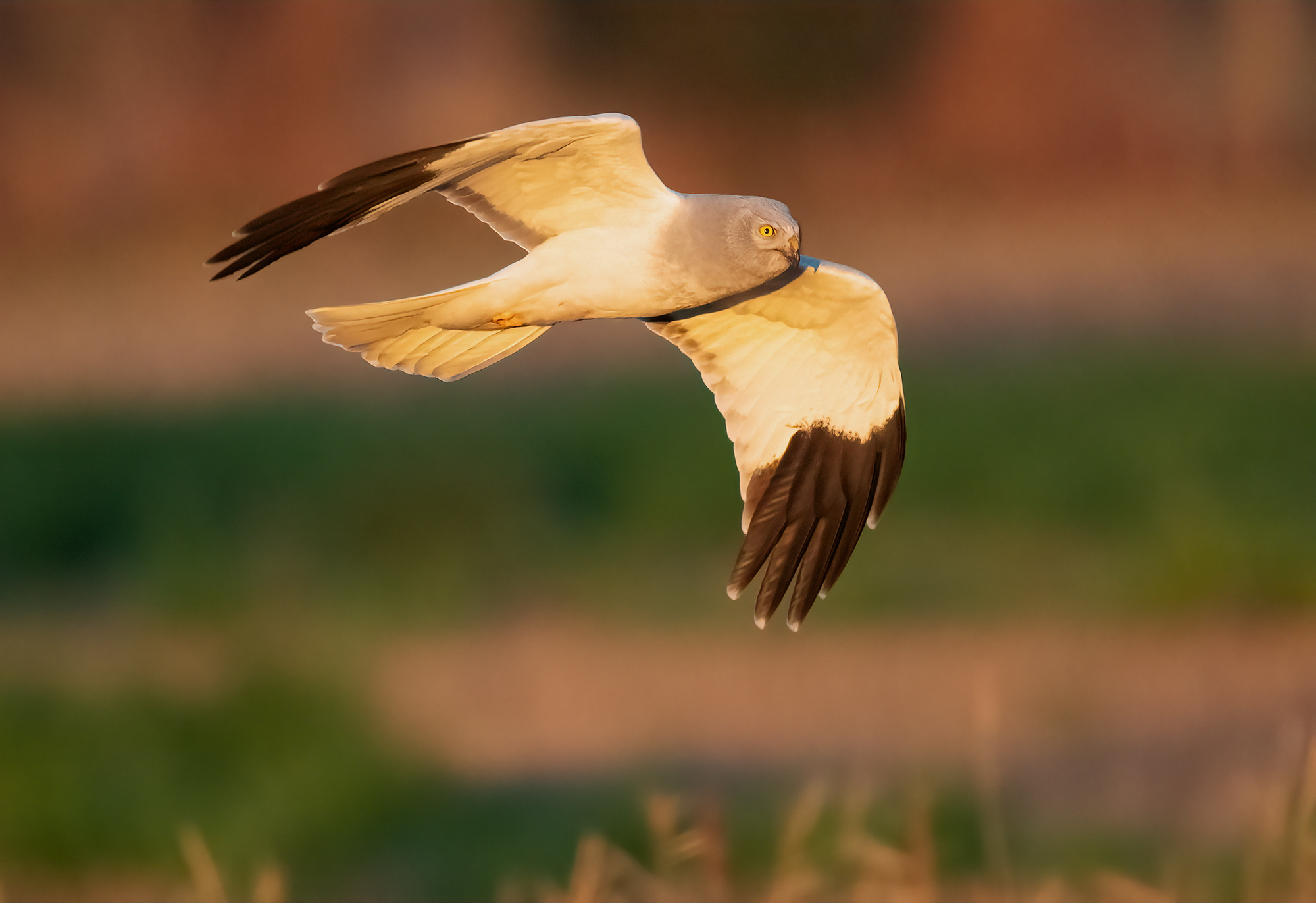 Male hen harrier