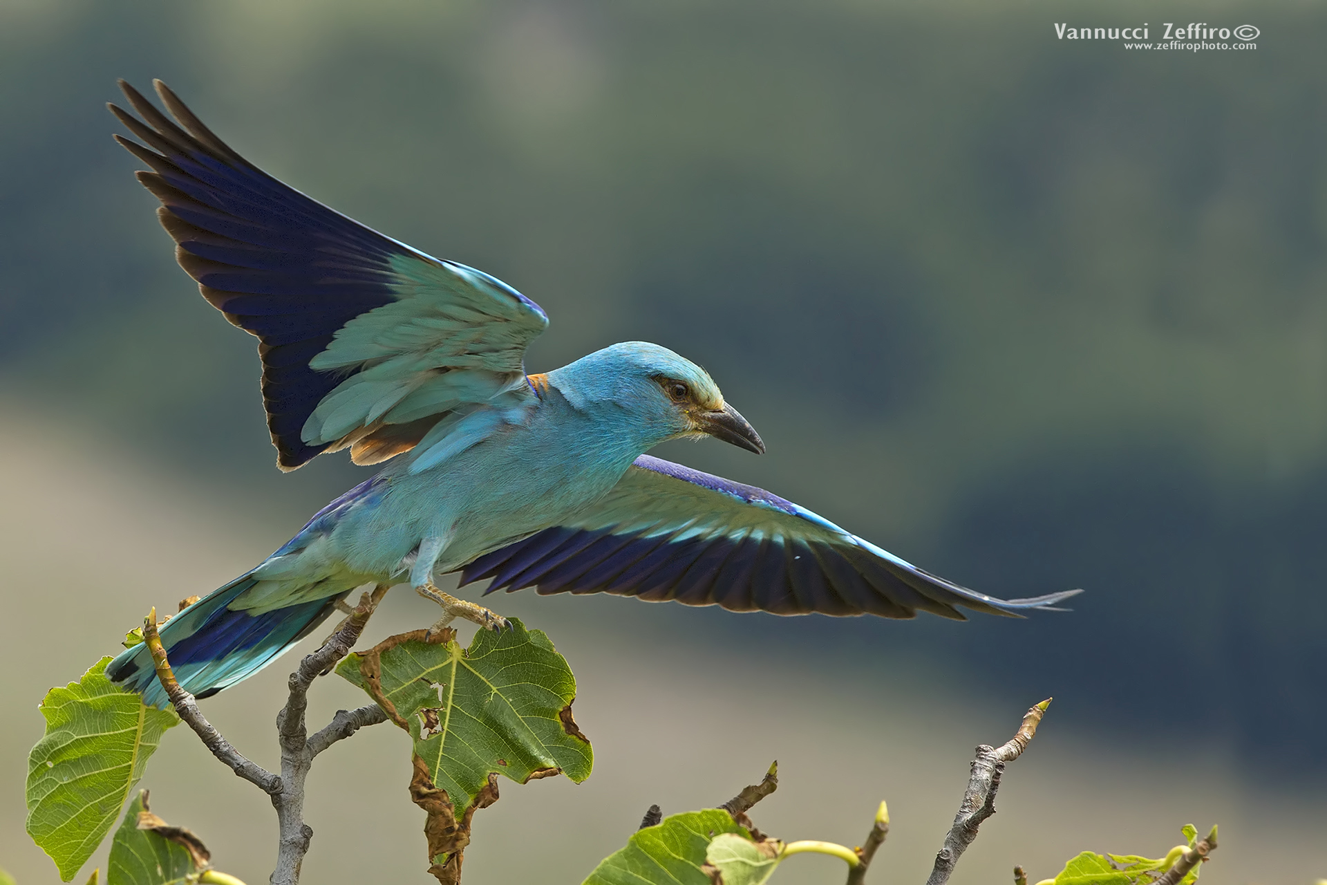 Ghiandaia marina la partenza