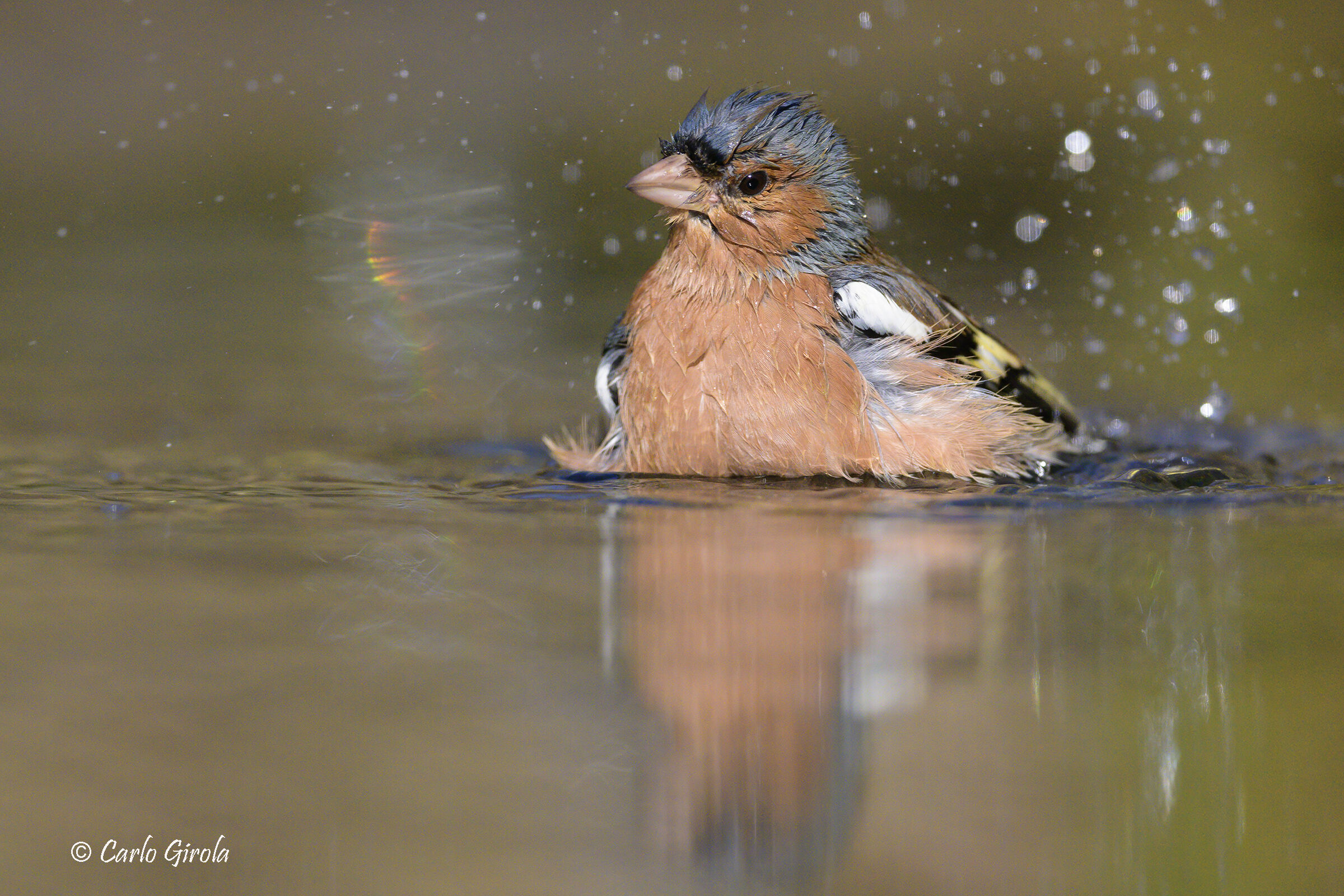 Fringuello (Fringilla coelebs)