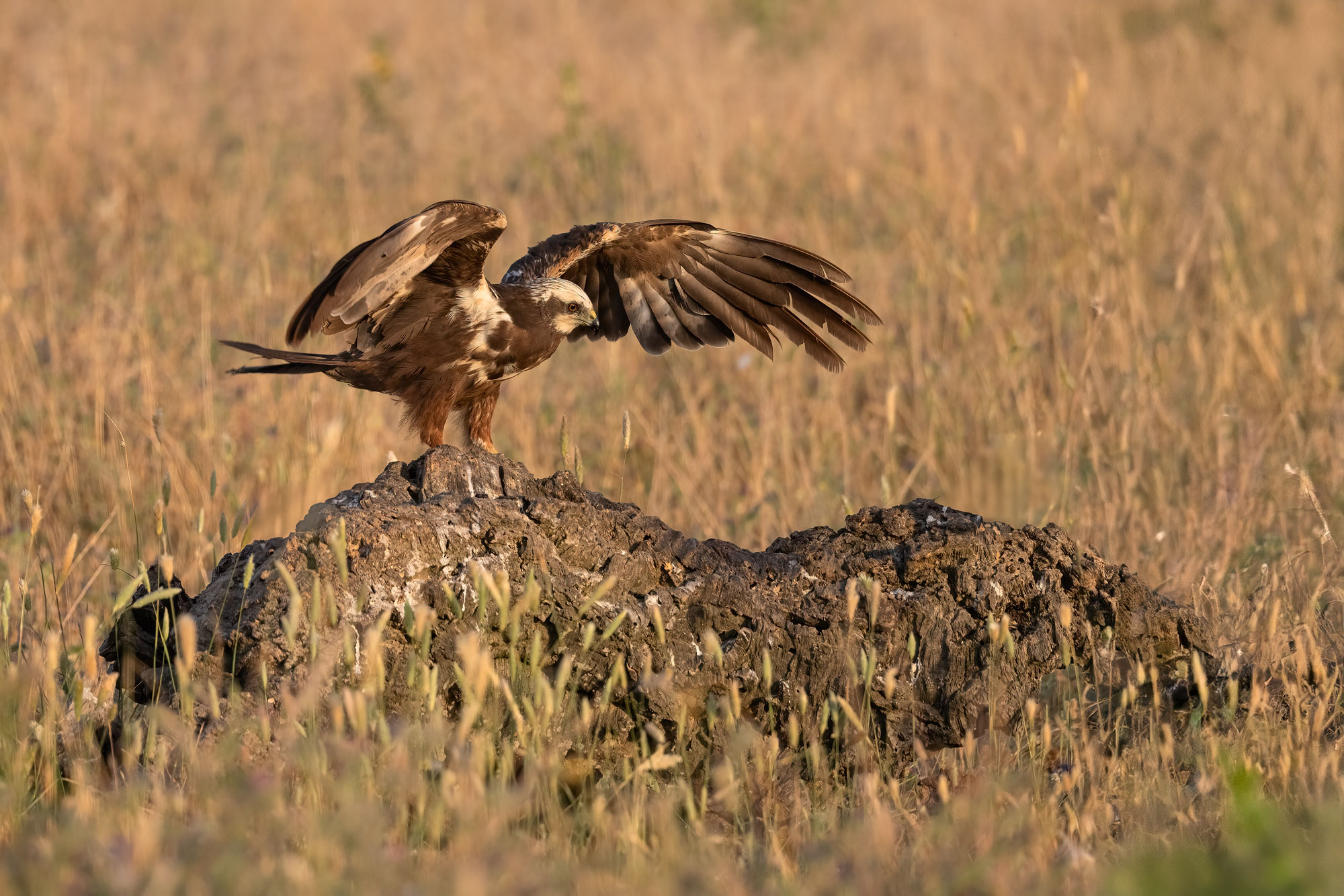 Falco di palude