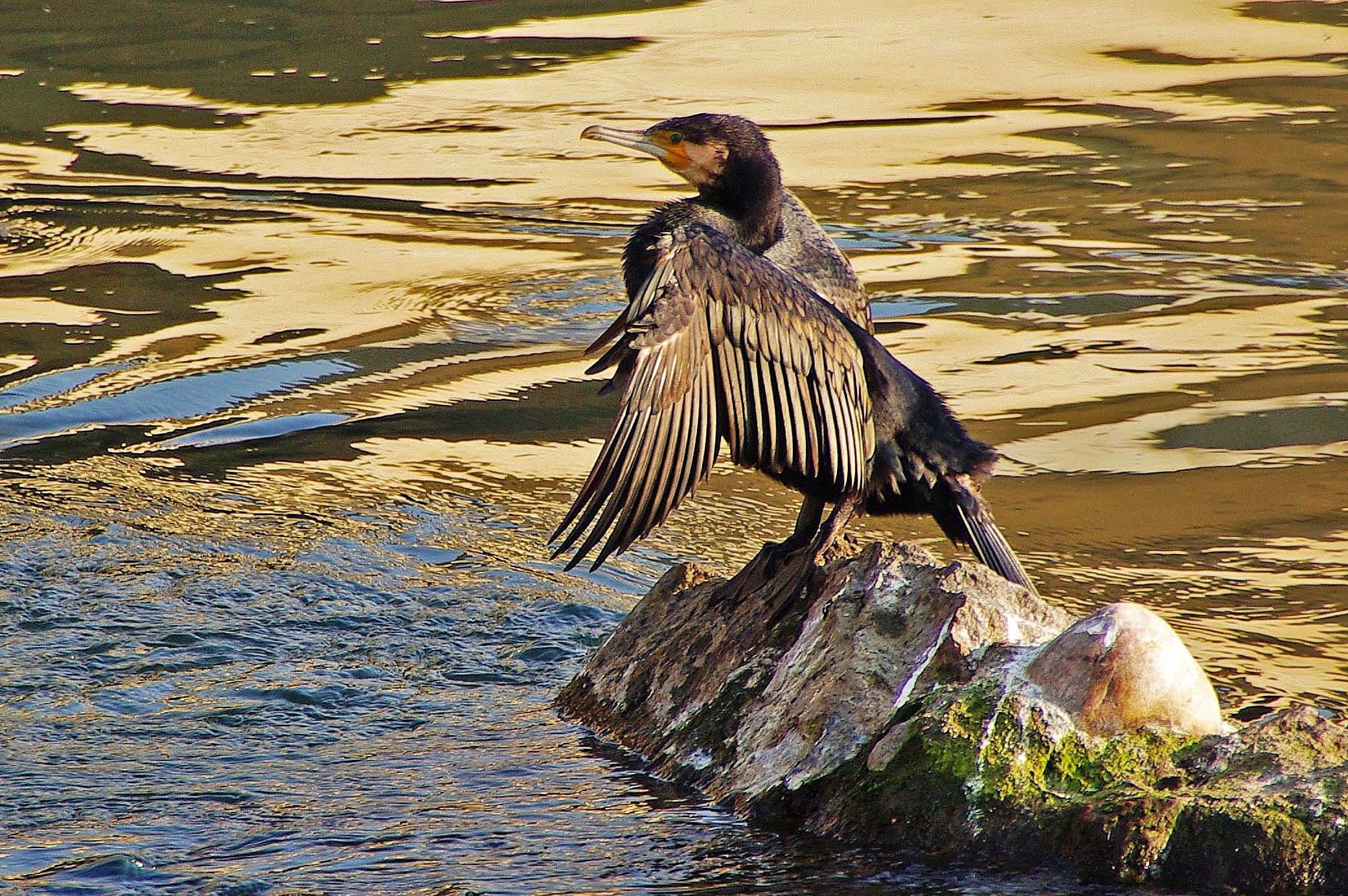 Cormorano sul Po