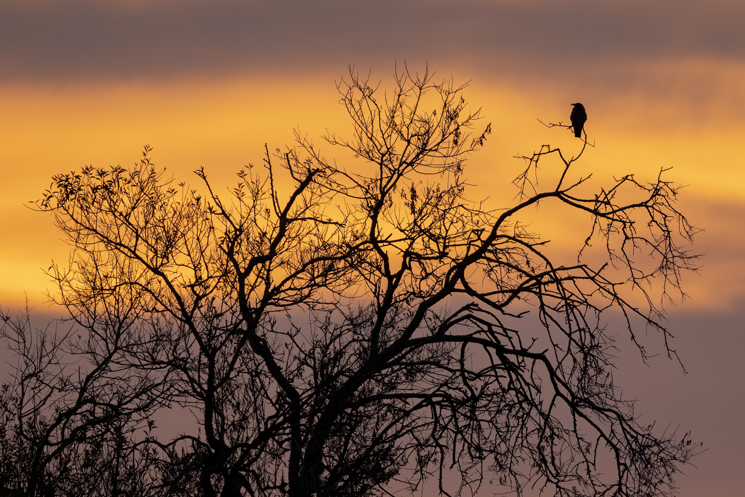 Hooded crow. Waiting for the new day