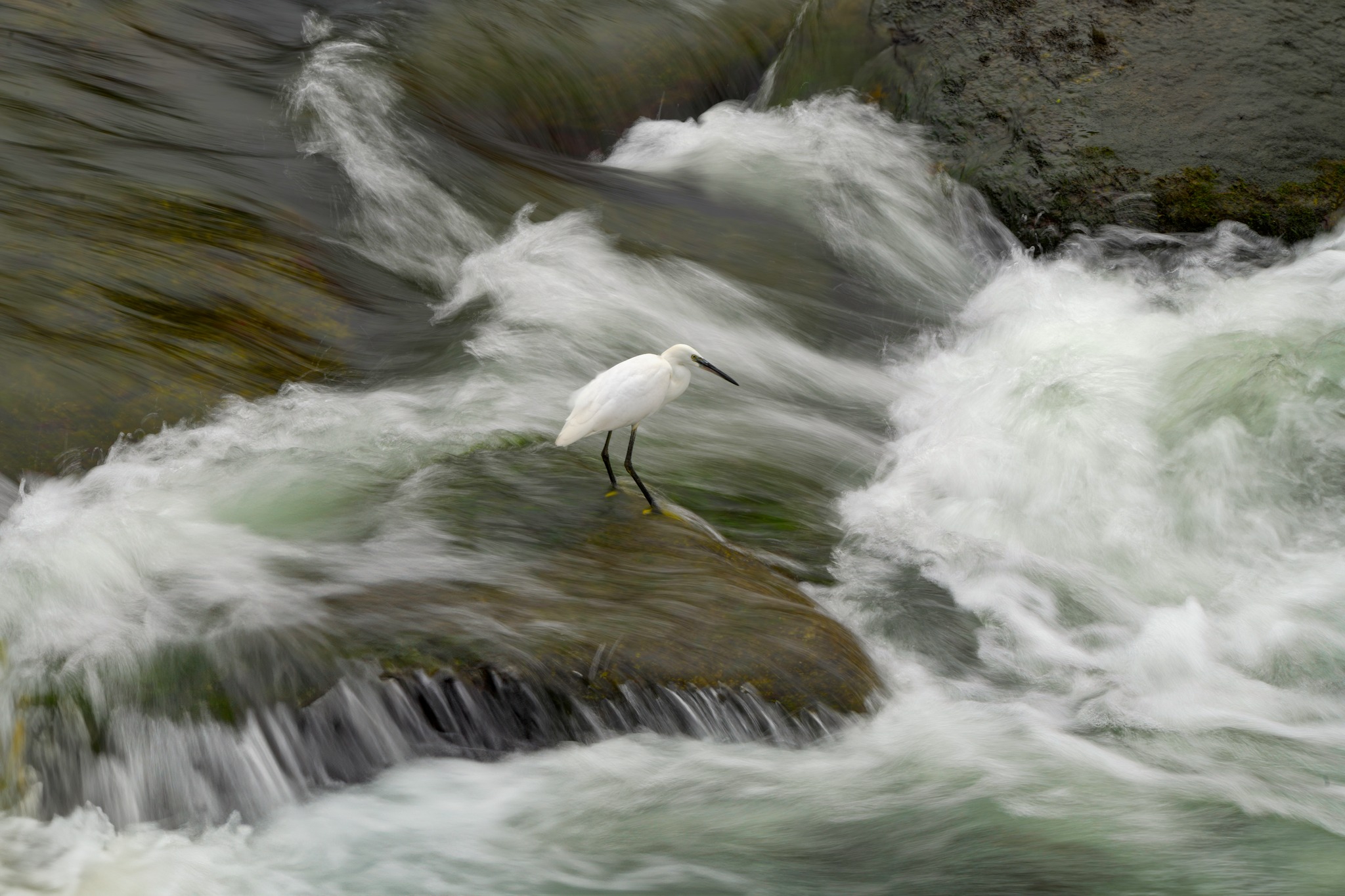 Little egret in the waters