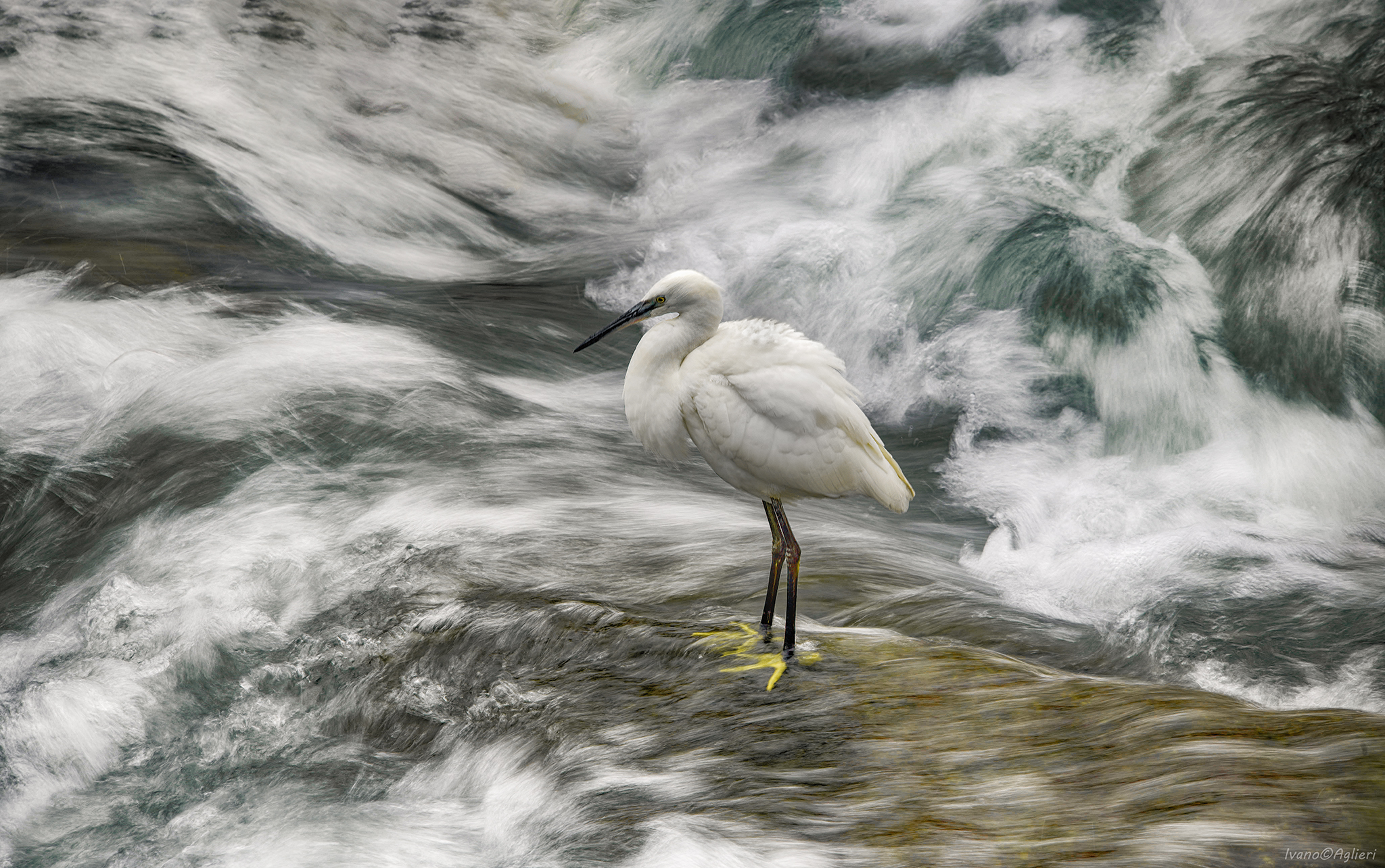 Egret on the river