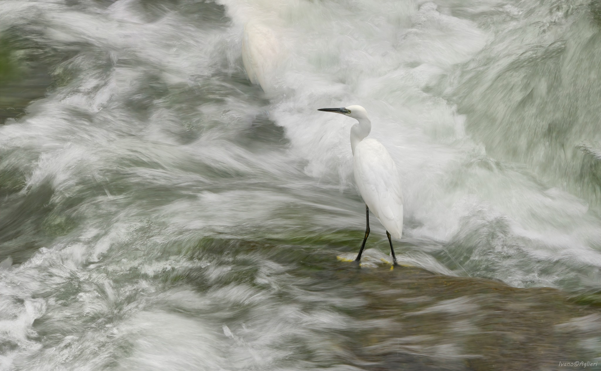 Egret