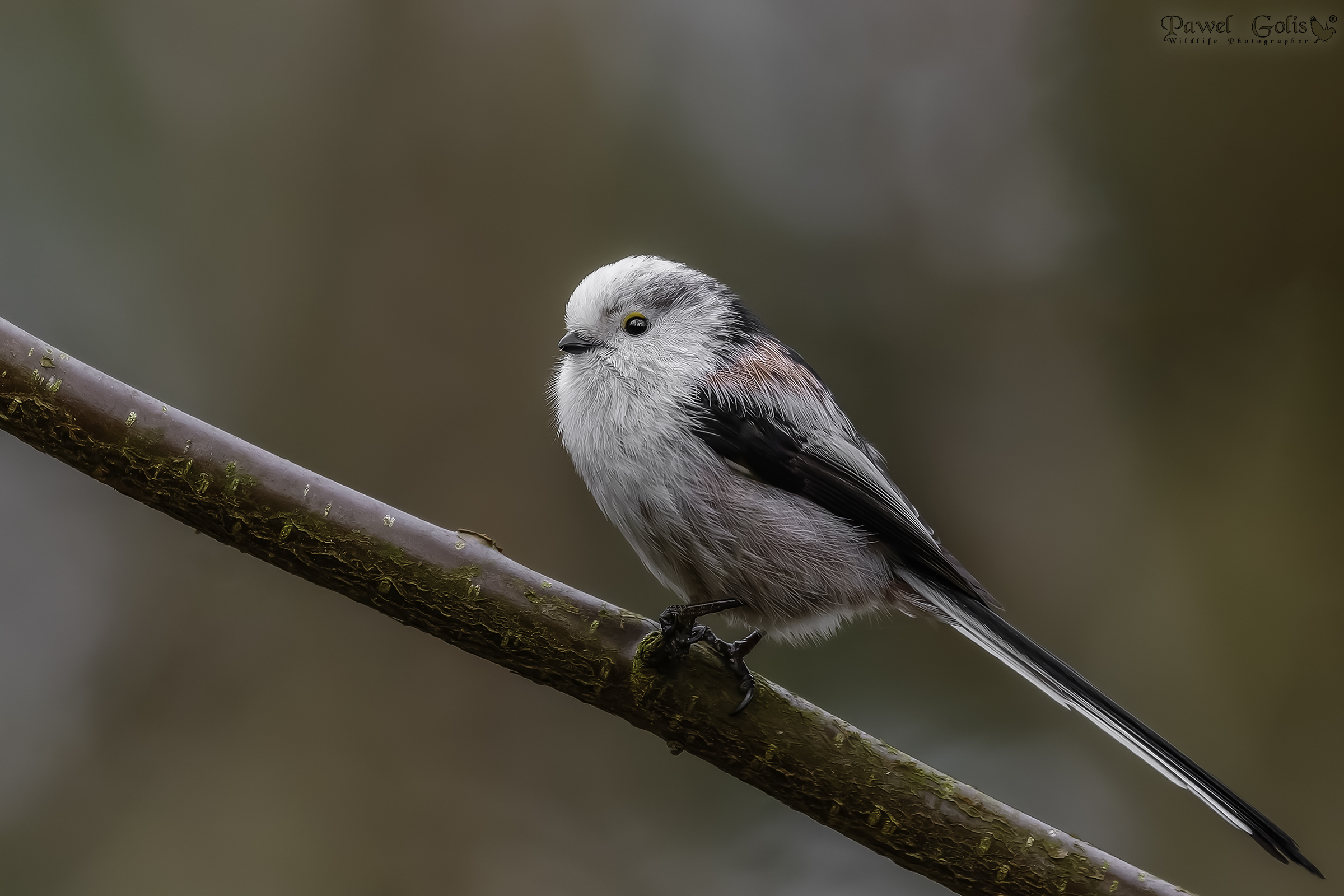 Cincia codalunga (Aegithalos caudatus)