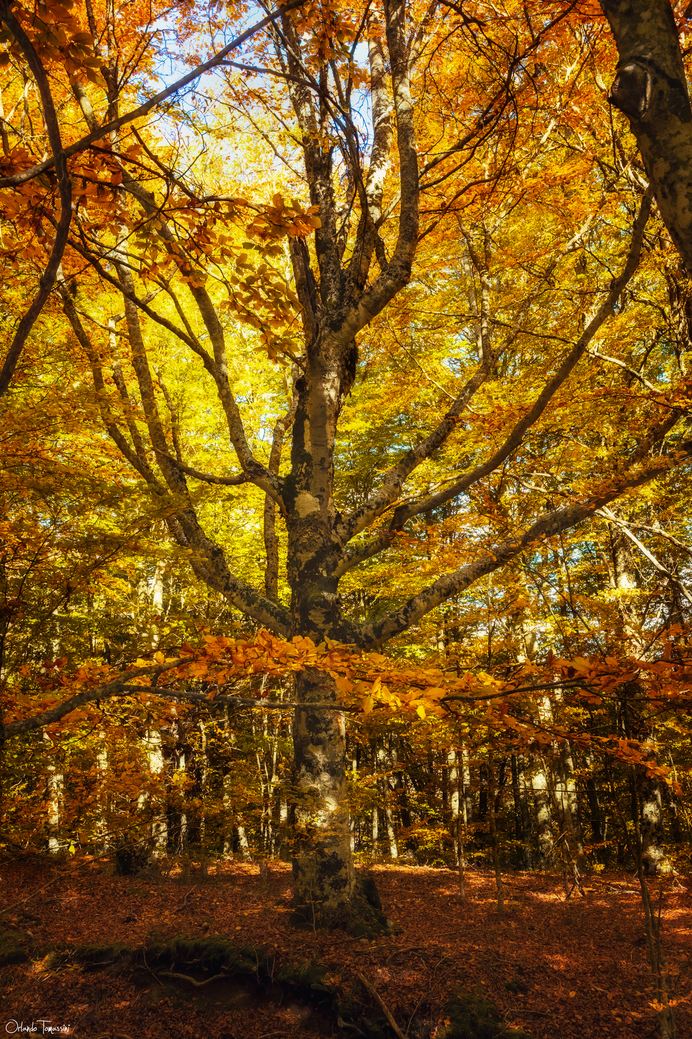 The Autumn Kingdom