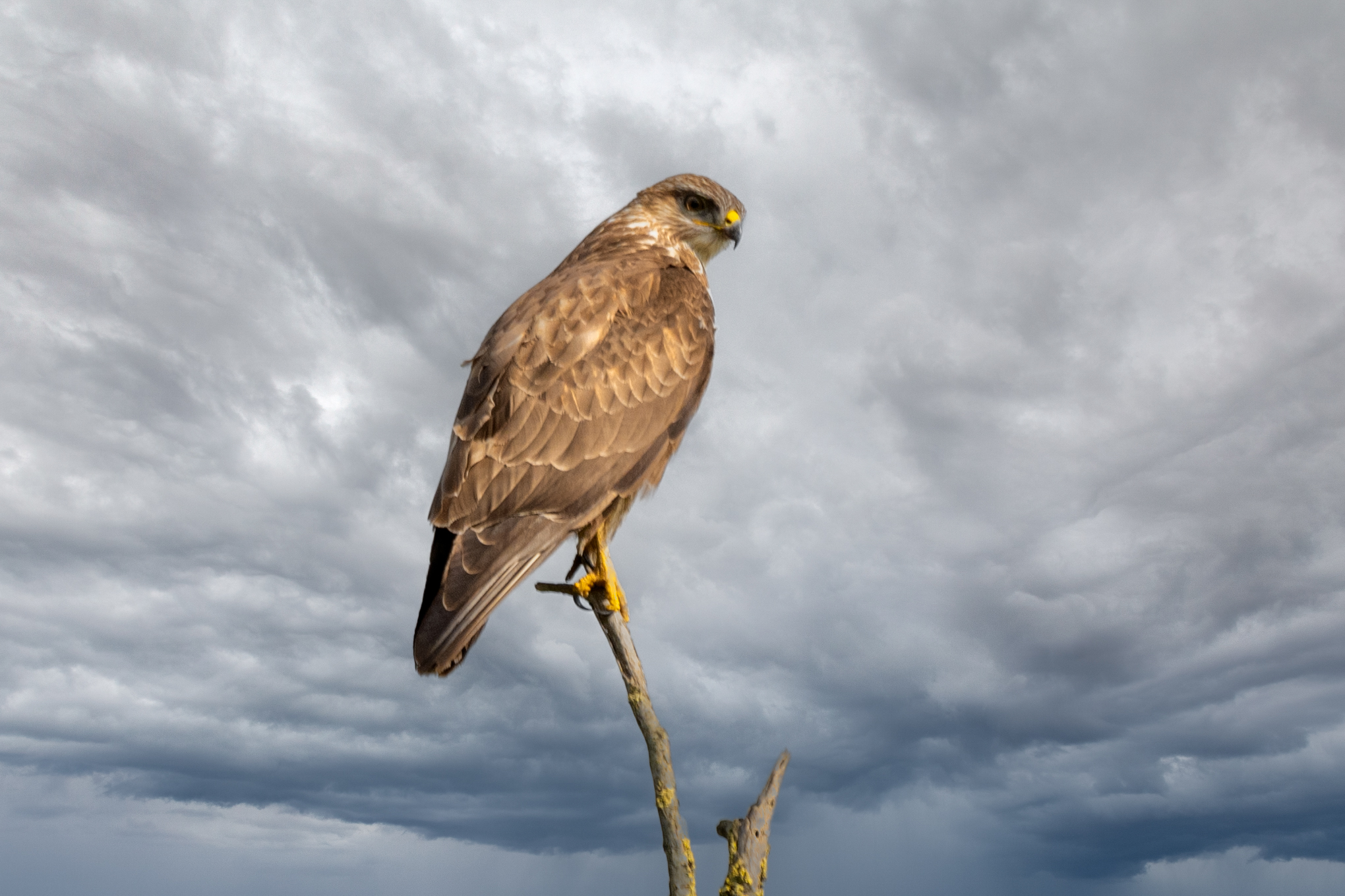 Nikon z50 nikon 200 500 handheld