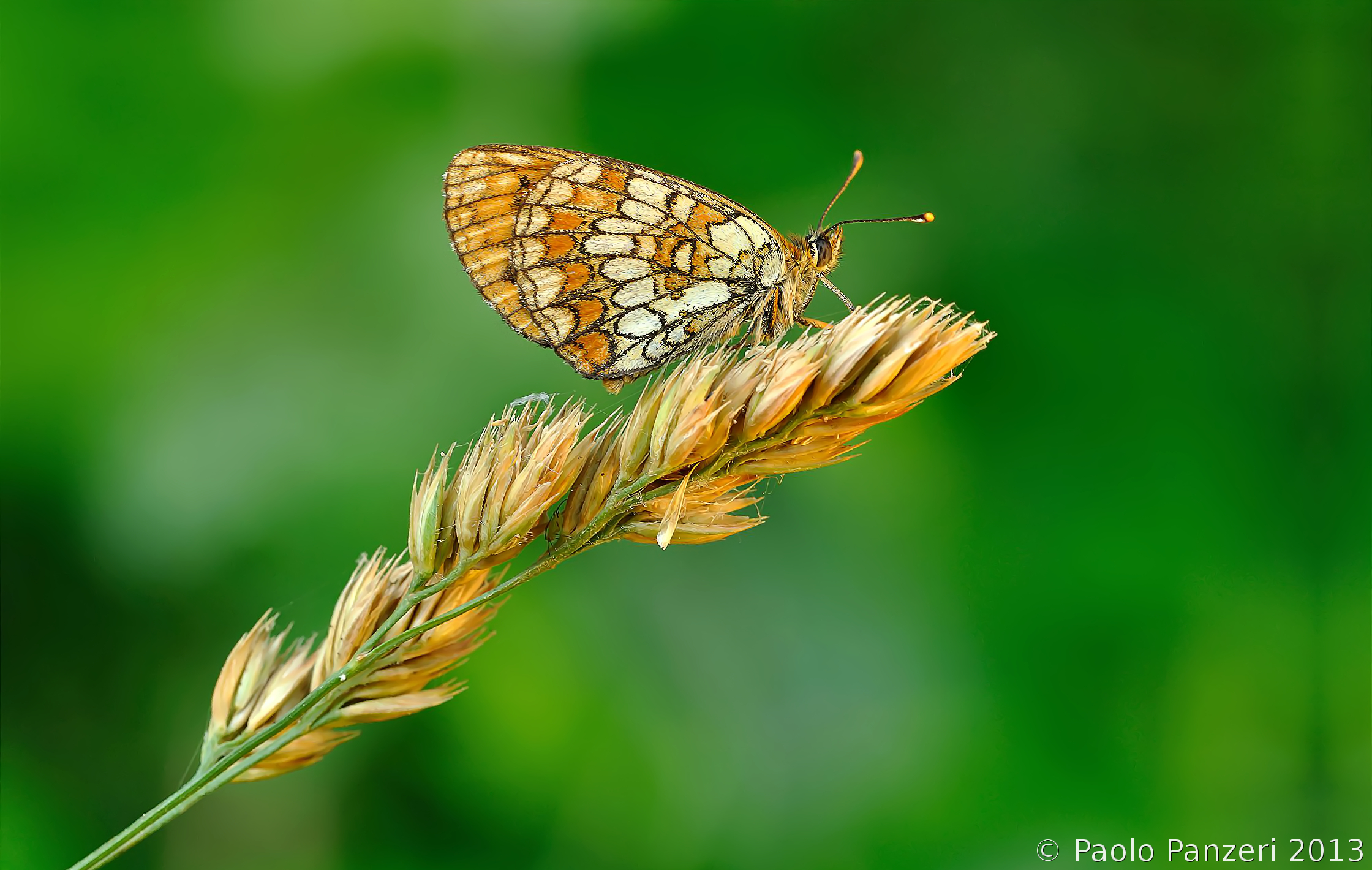 La farfalla delle fiabe