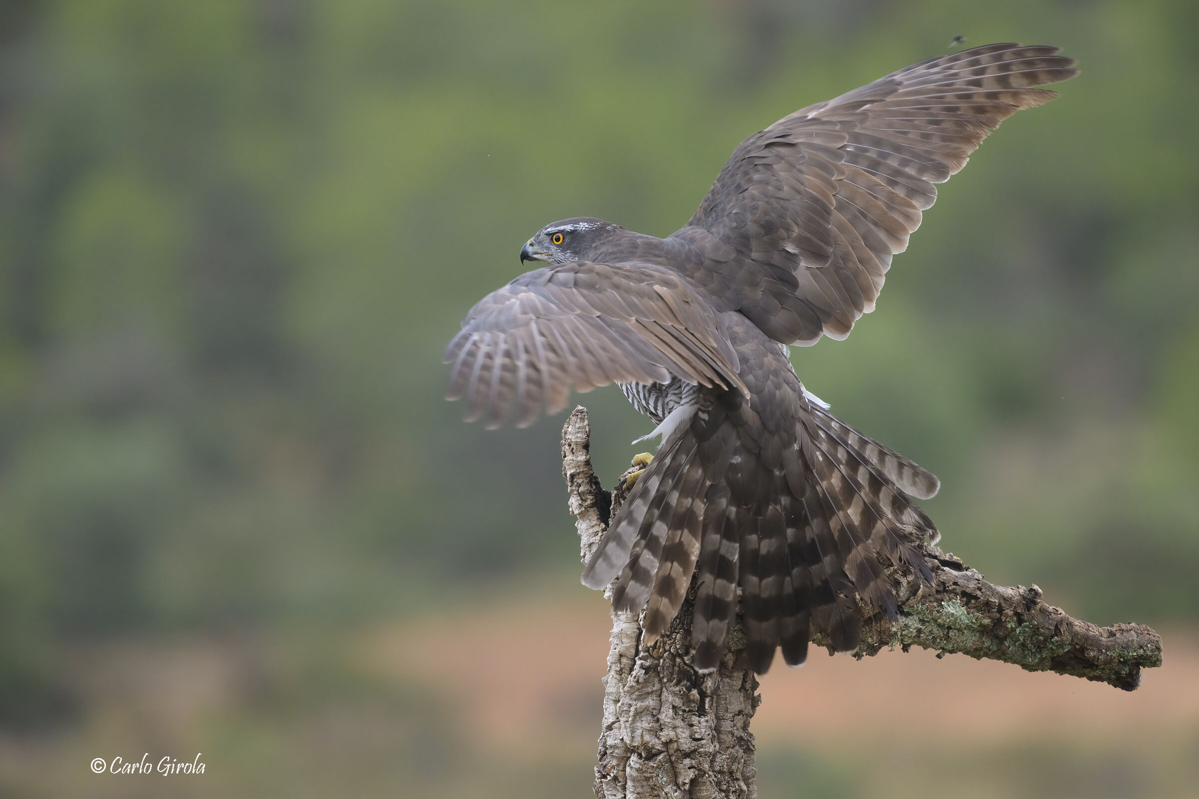 Goshawk (Accipiter gentilis)