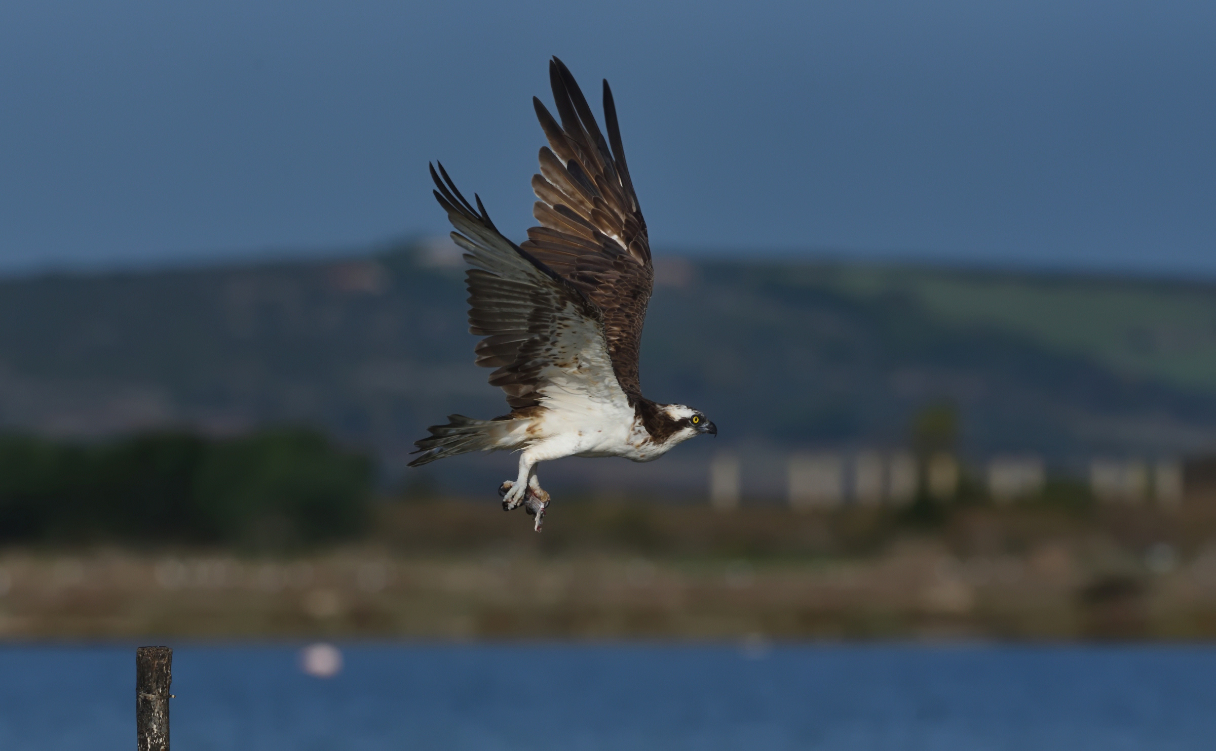 Falco pescatore con preda