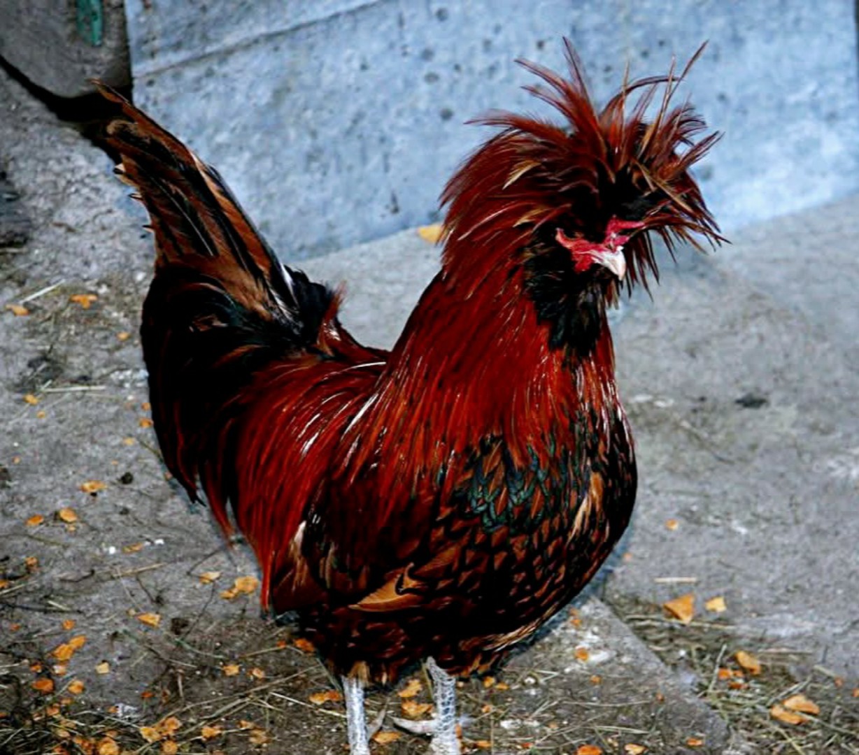 Gallo Punk