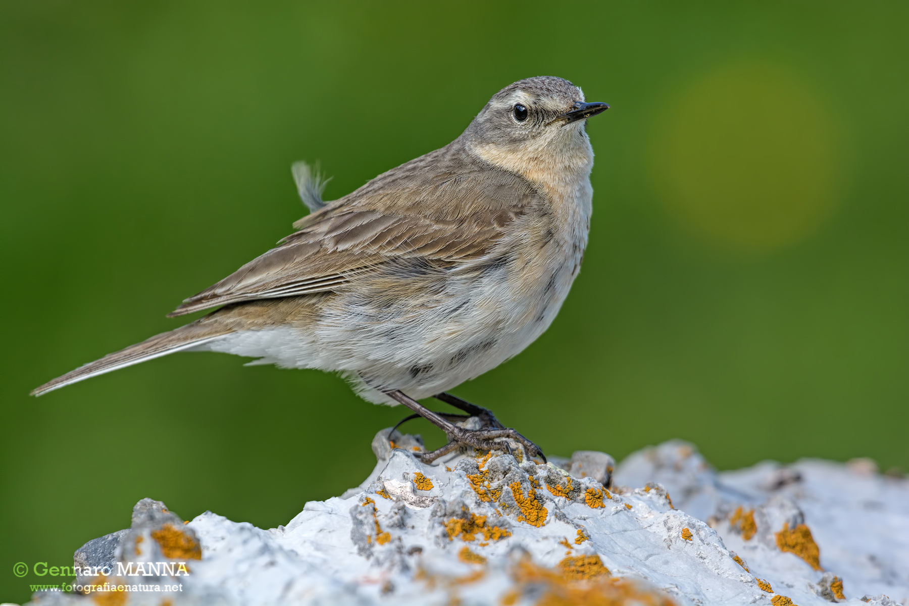 Spioncello (Anthus spinoletta)