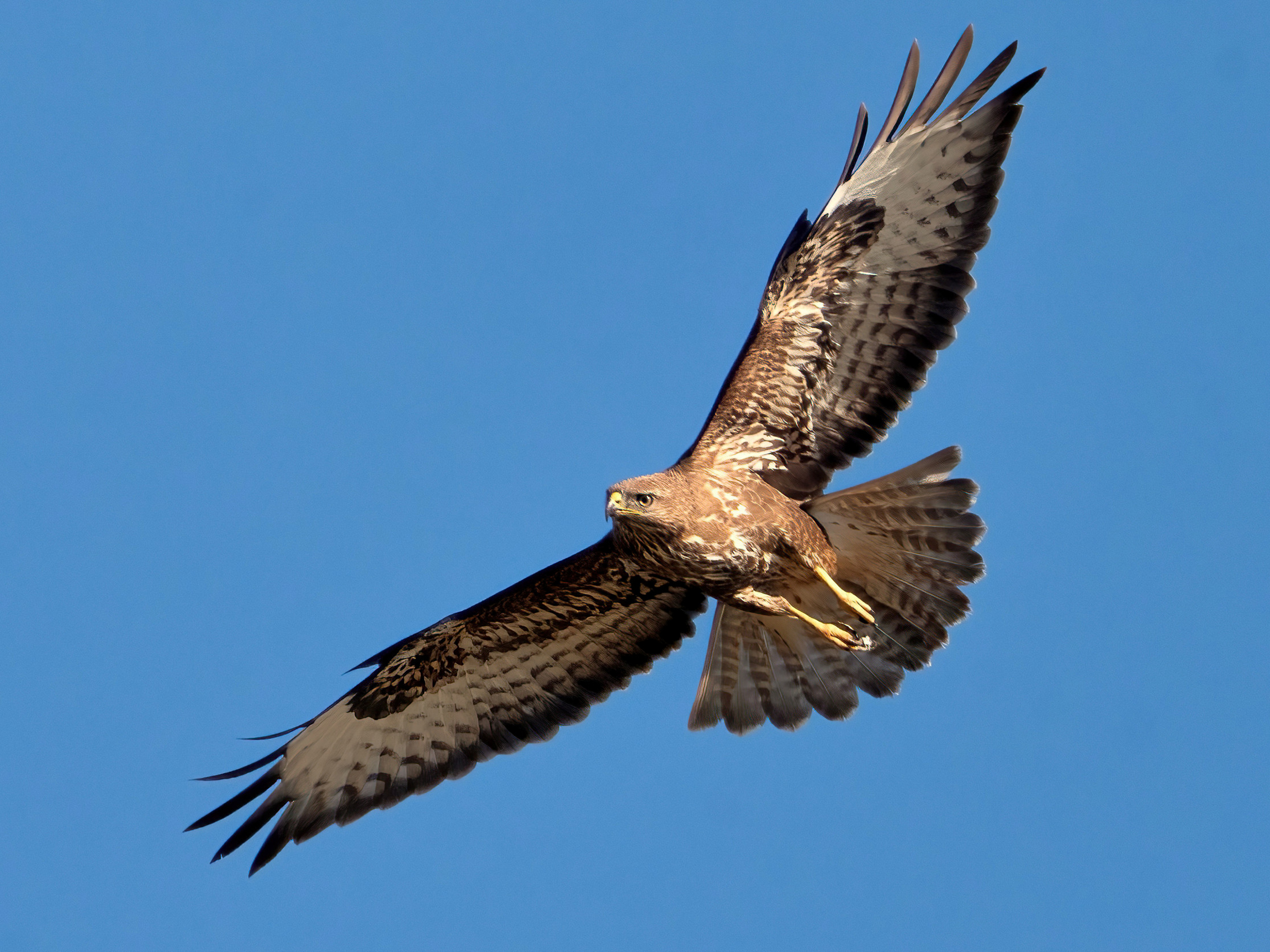Buzzard (Buteo buteo)