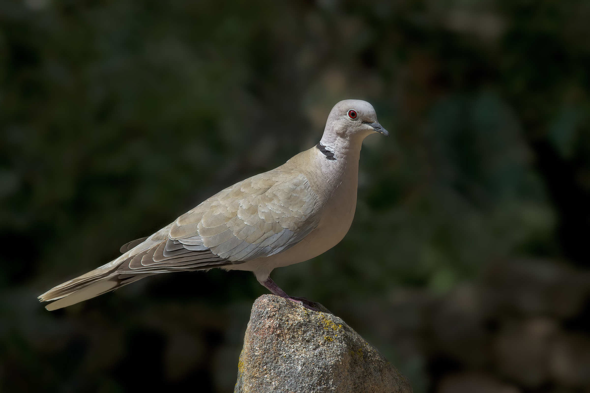Oriental collared dove
