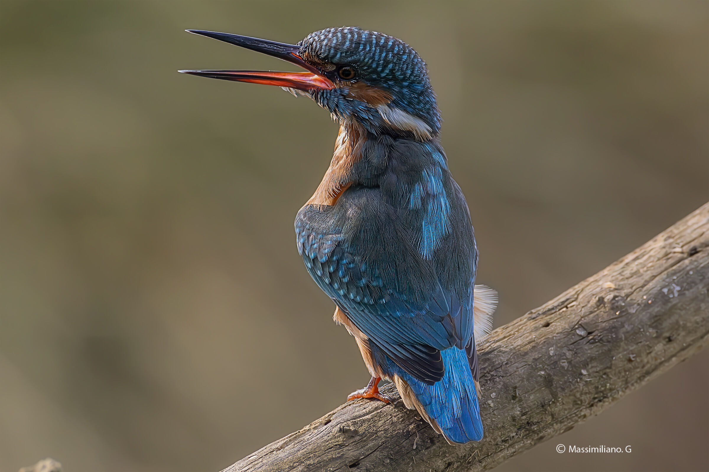 Kingfisher