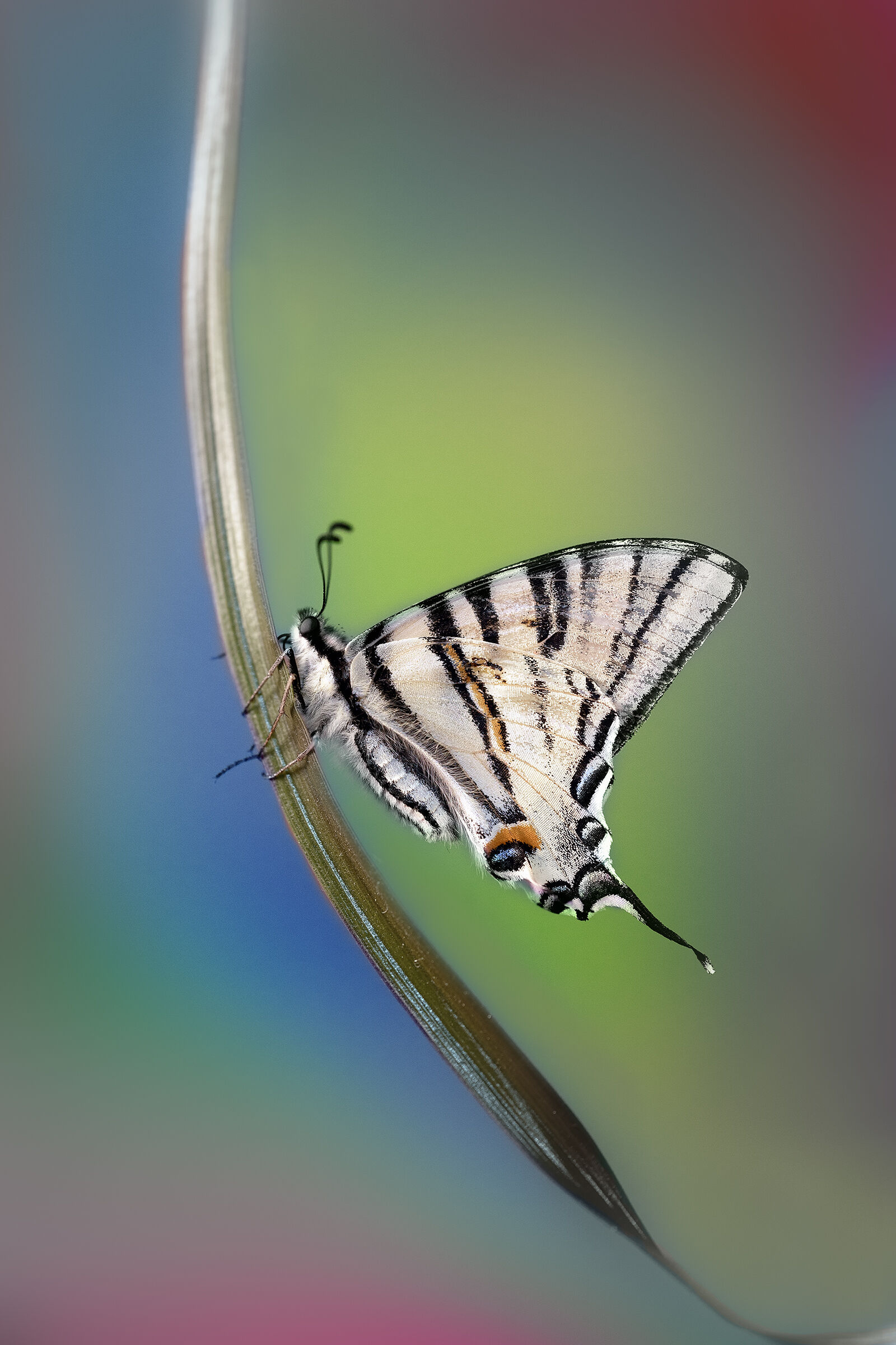 Iphiclides podalirius