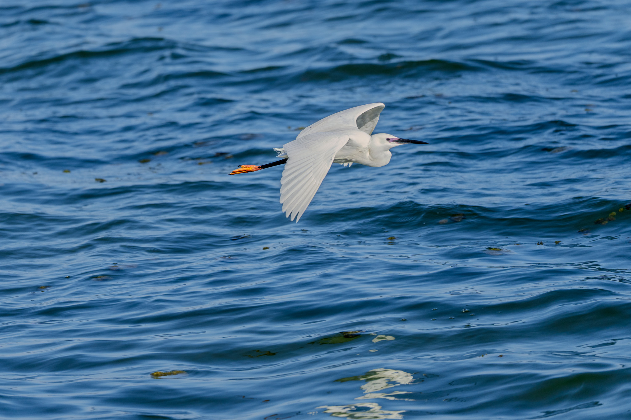 passeggiata toscana purple version