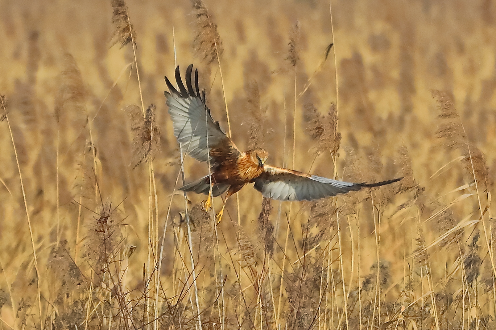 Falco di palude M 21 gennaio 2022 - 0111