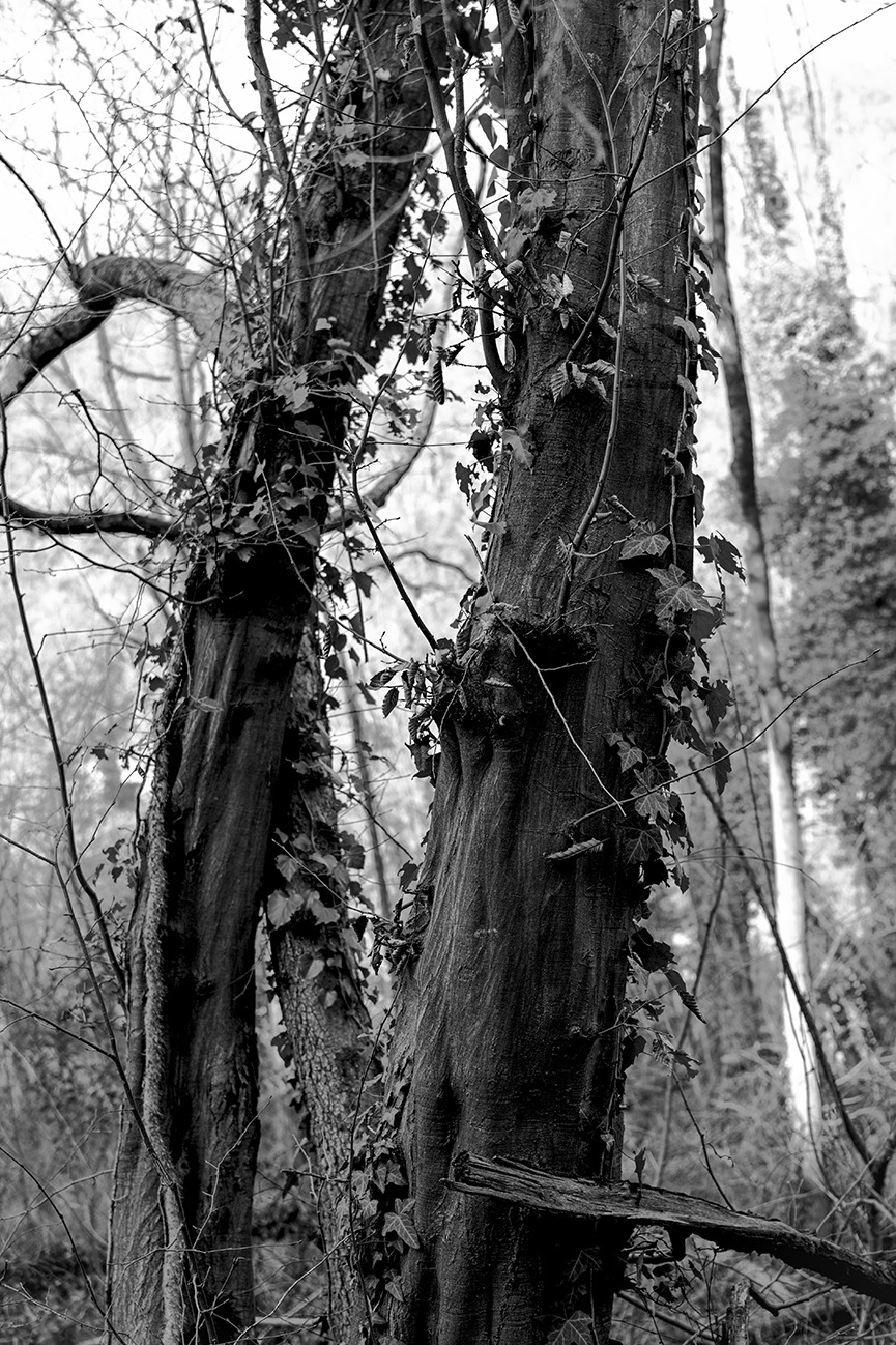 Hornbeam