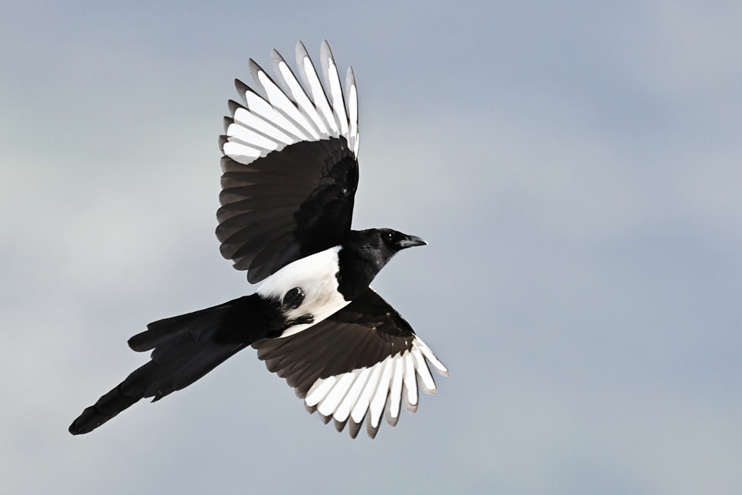 Da molto lontano e senza pretese