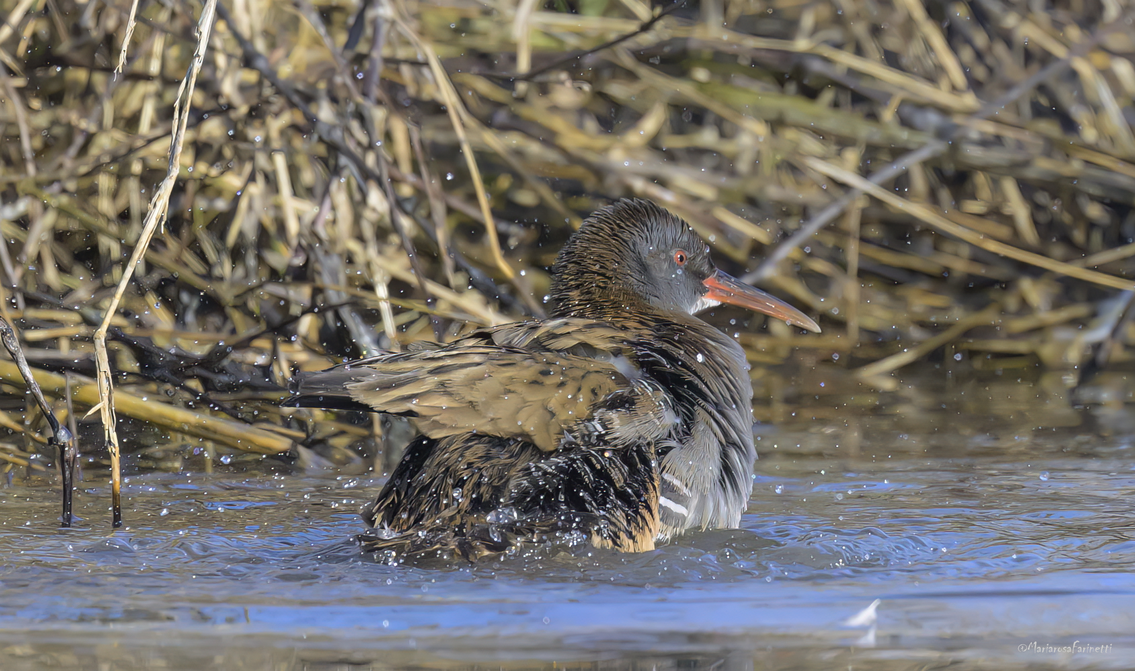 Porciglione al bagno di Capodanno
