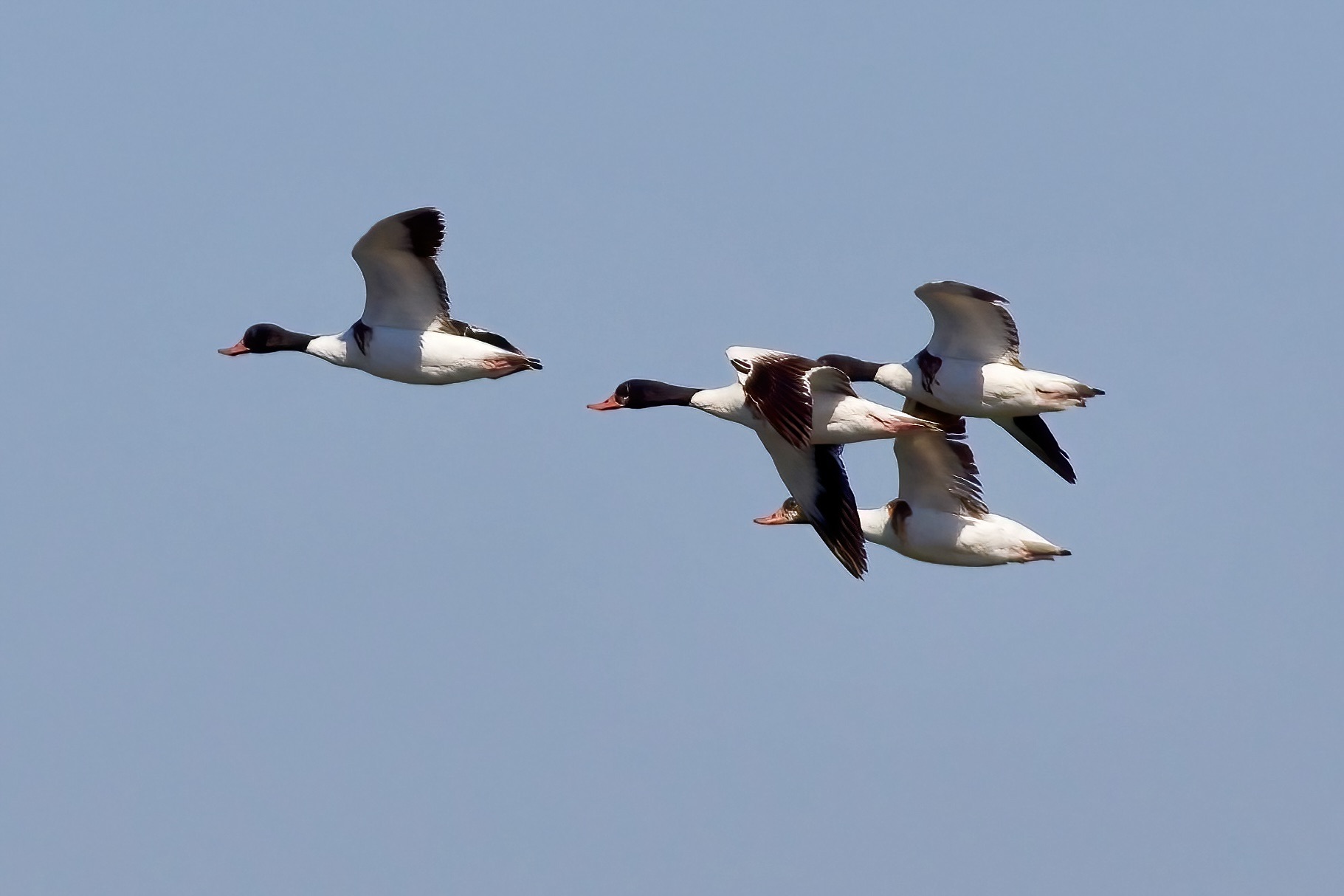 Shelducks