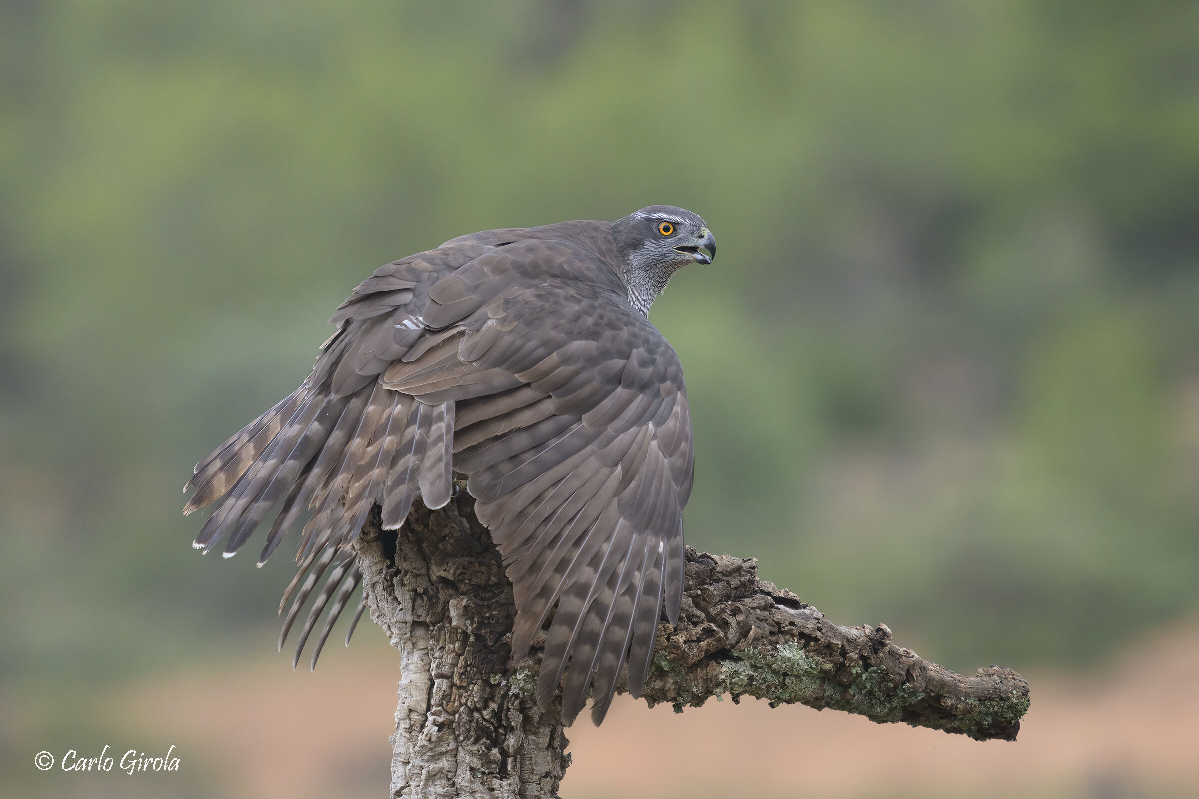 Goshawk (Accipiter gentilis)