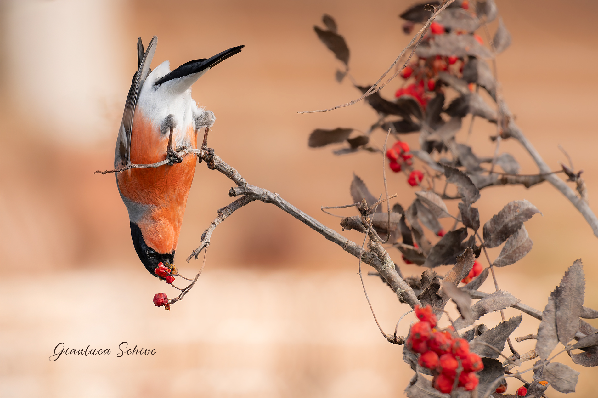Ciuffolotto  acrobata