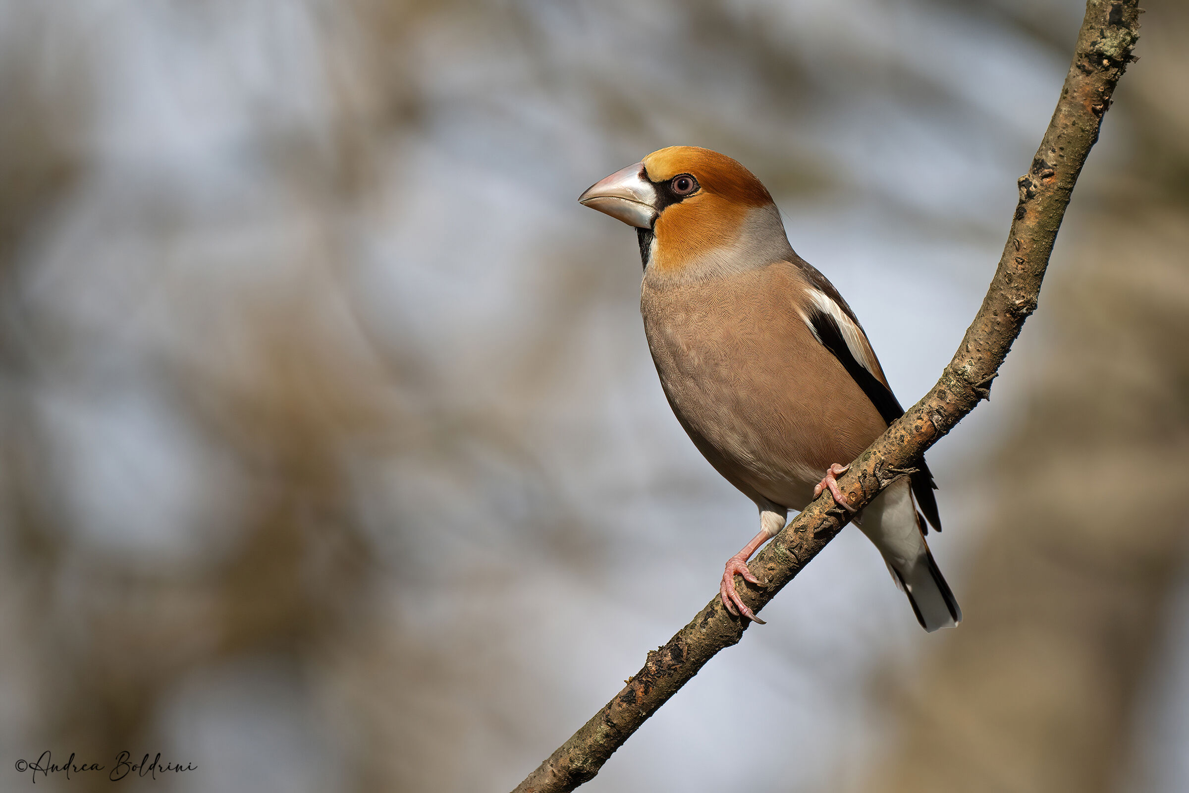 Hawfinch