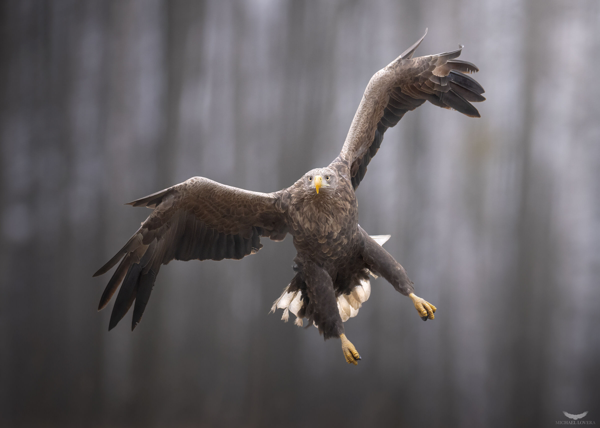 Aquila di mare coda bianca