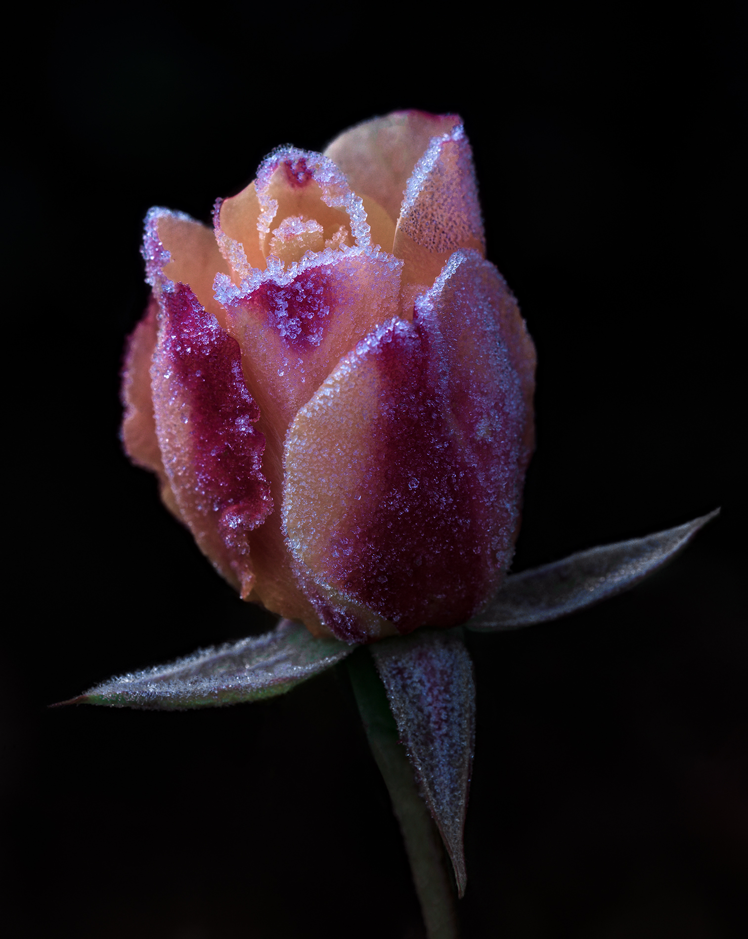 Hidden colors of the frozen rose