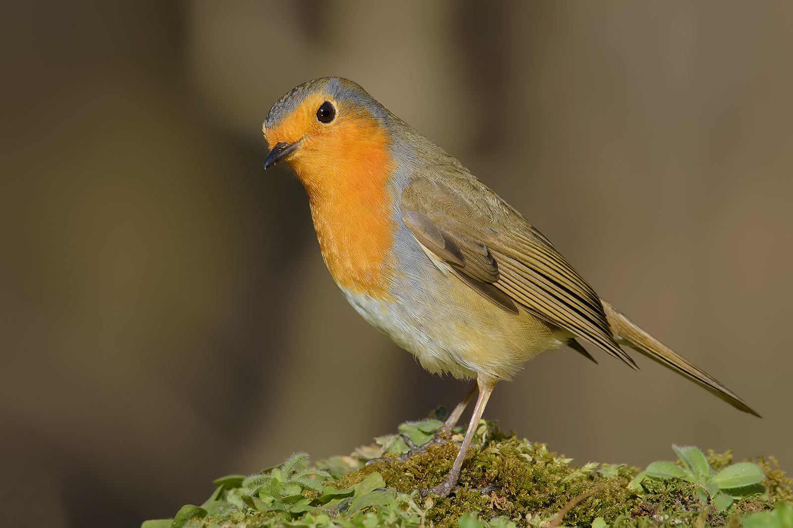Robin.
