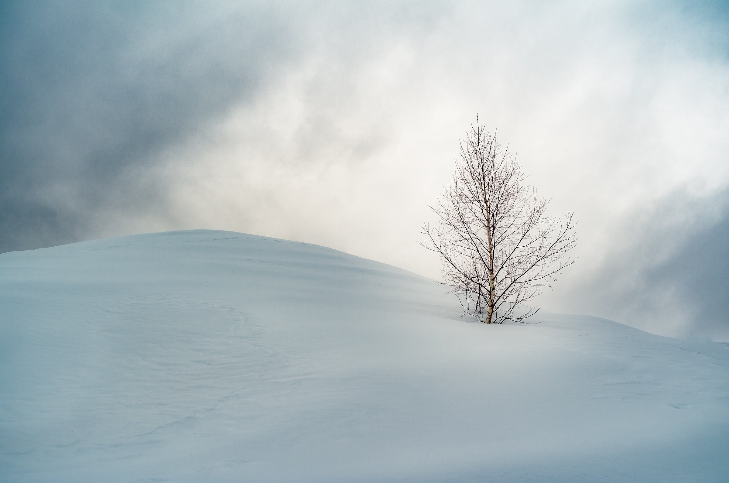 Mountain tree