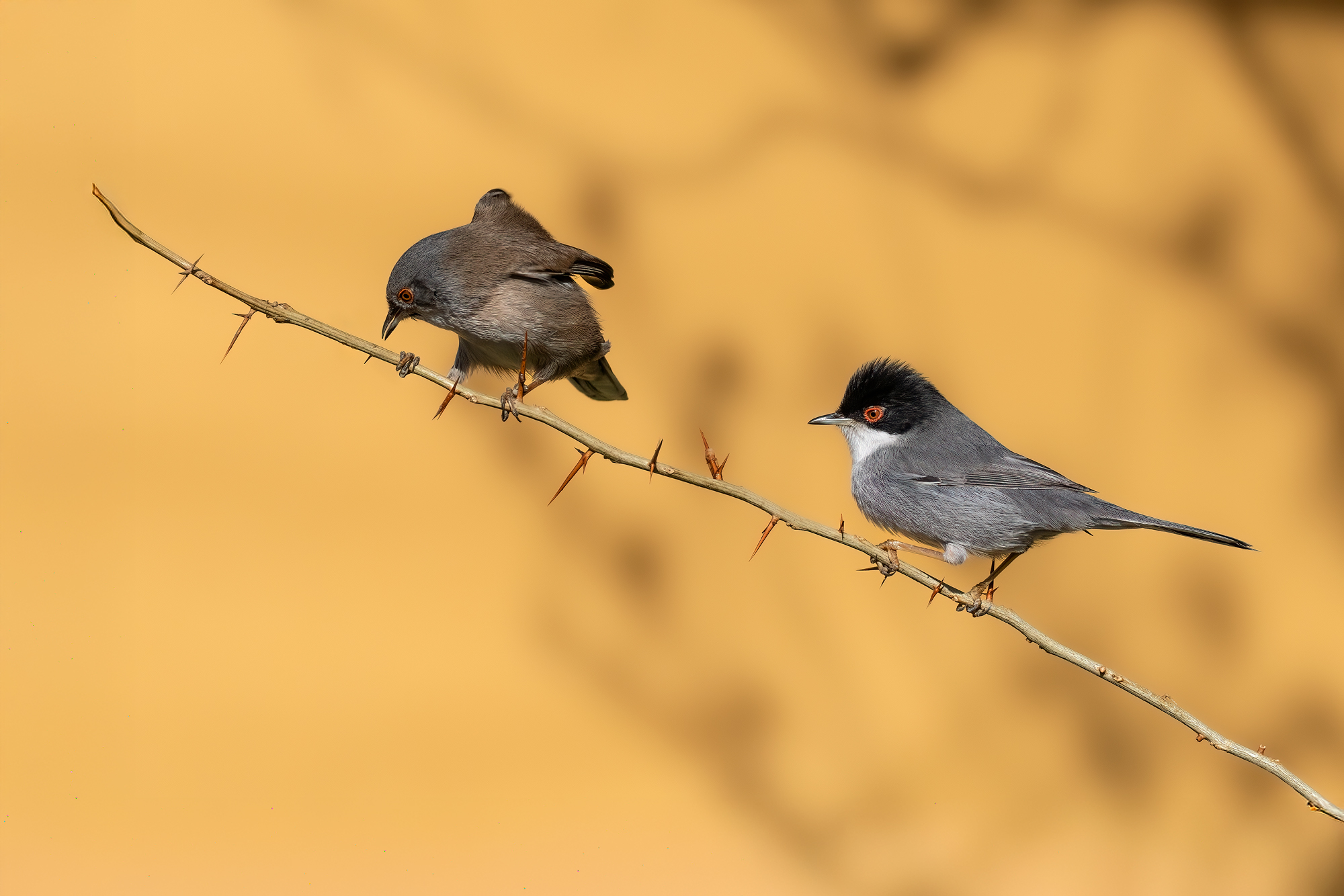 Male and female warbler